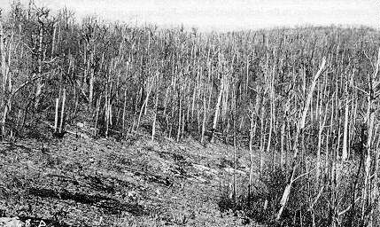 A black and white photo of a field of trees.