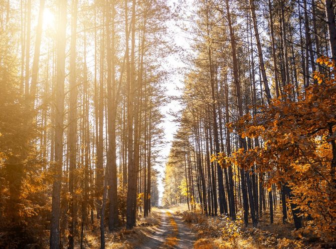 The sun is shining through the trees in the forest.