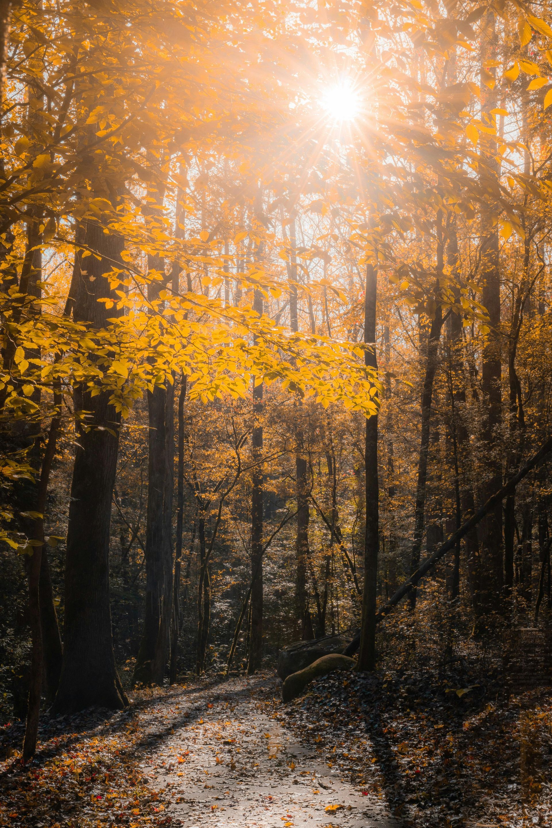 The sun is shining through the trees in the autumn forest.