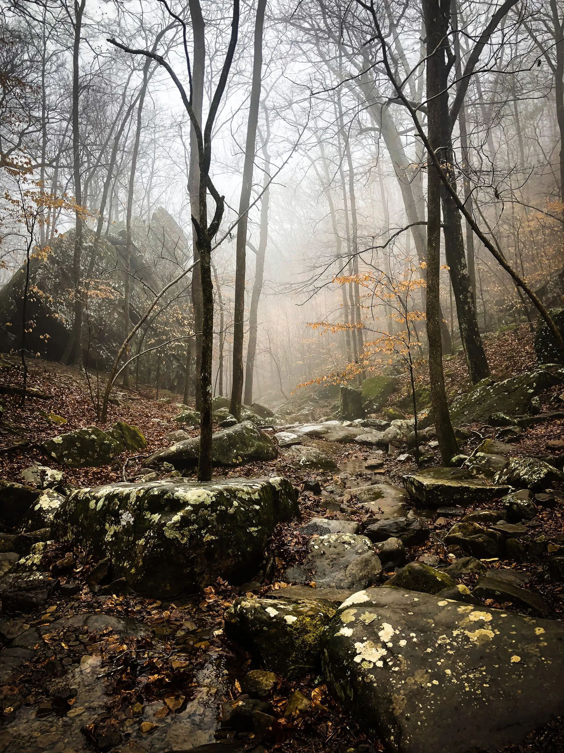 A path through a foggy forest with rocks and trees