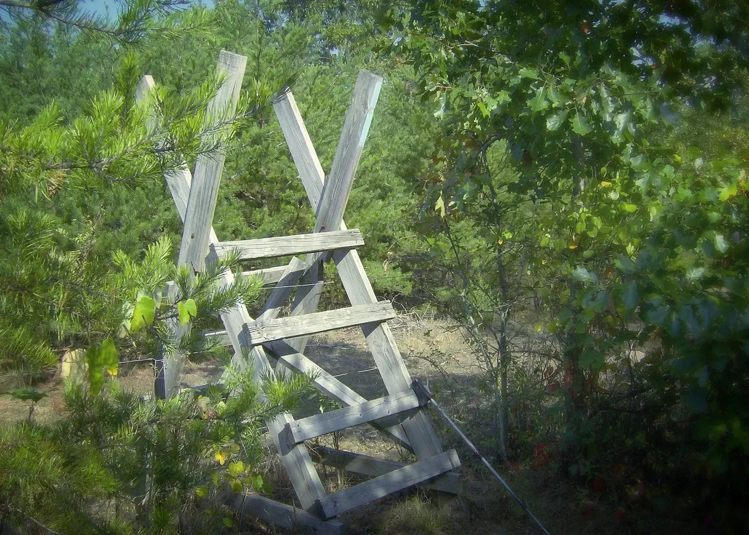A wooden ladder is sitting in the middle of a forest.