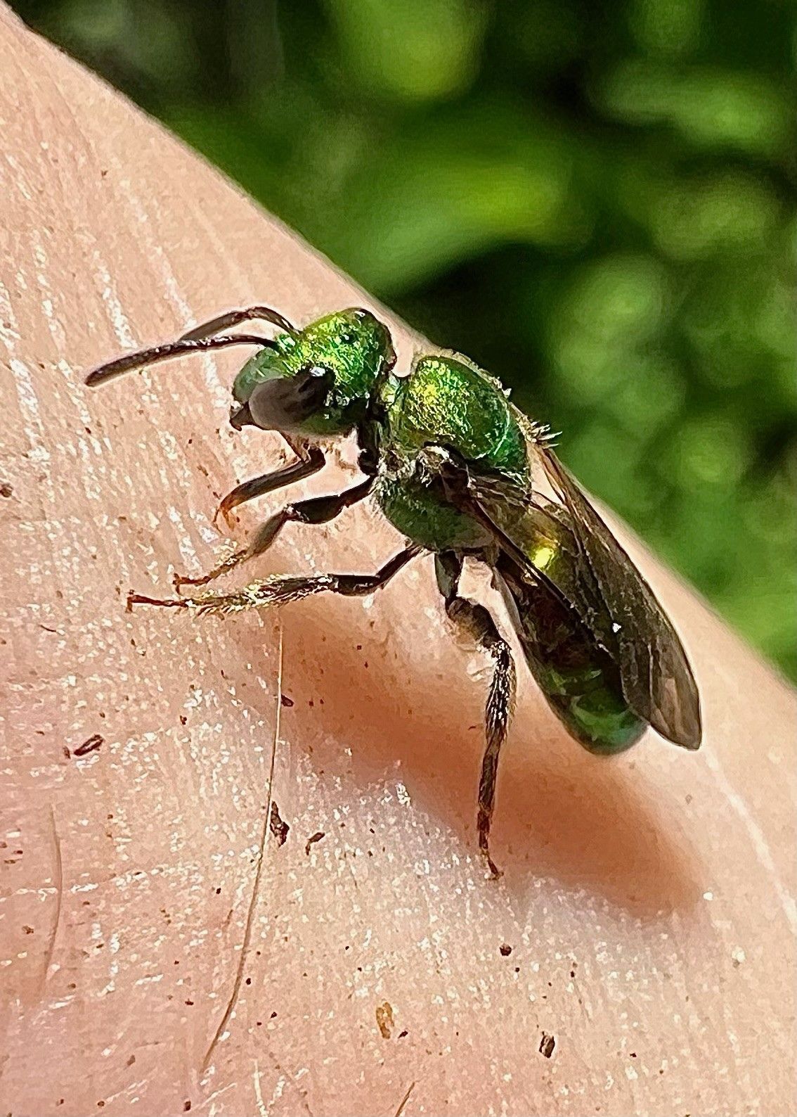 A green bee is sitting on a person 's arm.