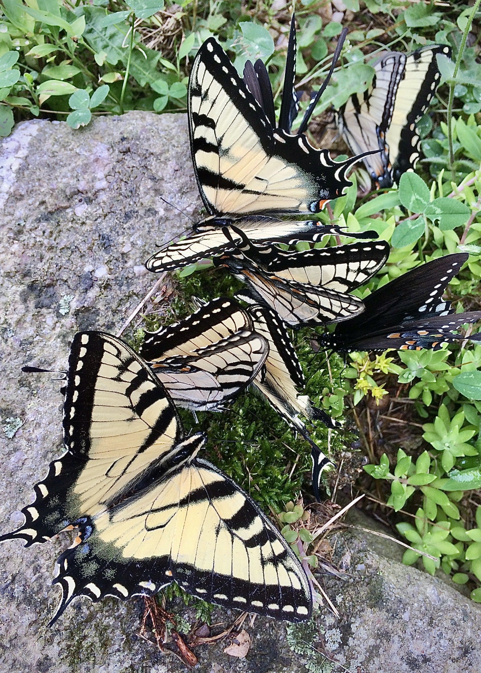 A group of butterflies sitting on top of a rock.