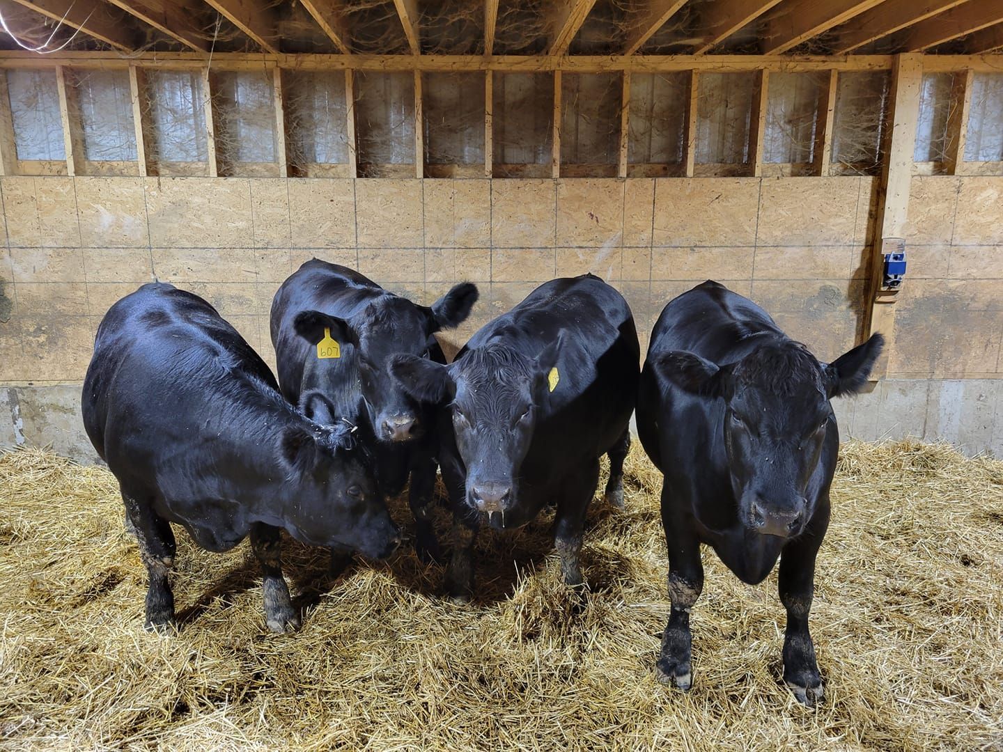 Calves on the farm
