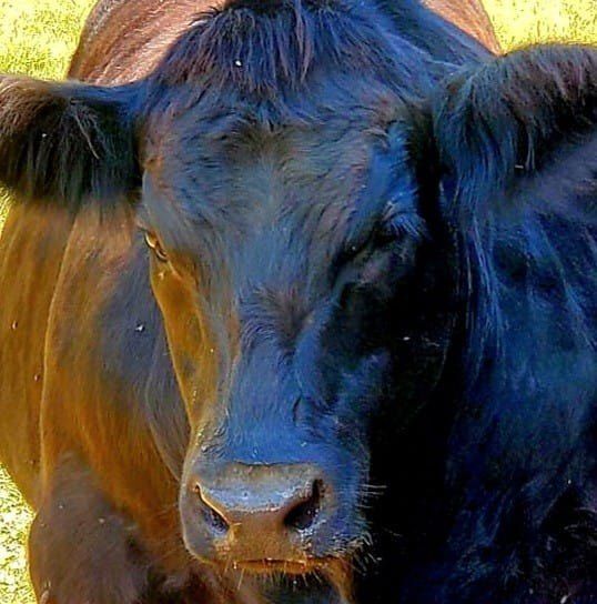 A to Z Acres calf