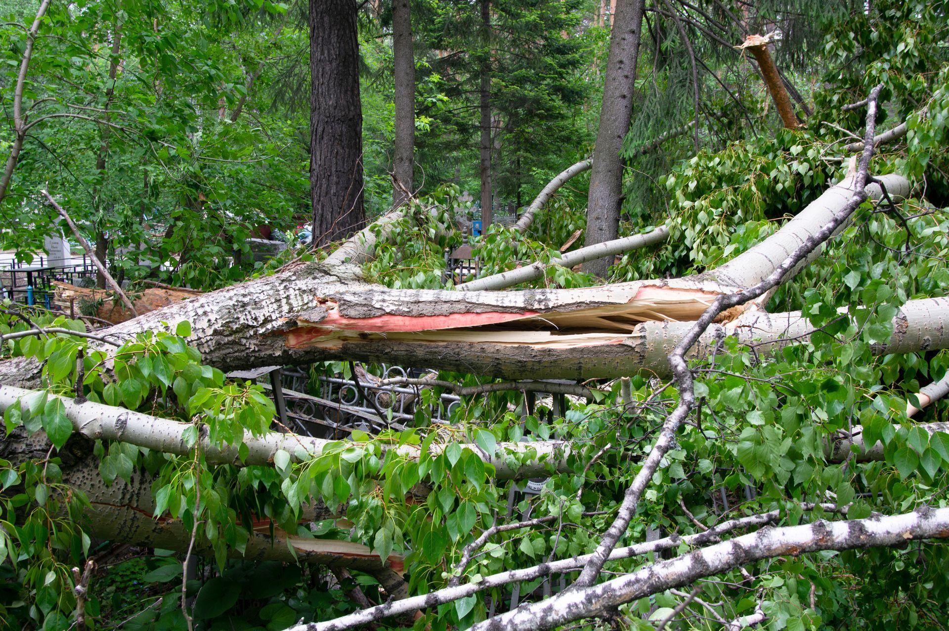 A fallen tree in the middle of a forest.