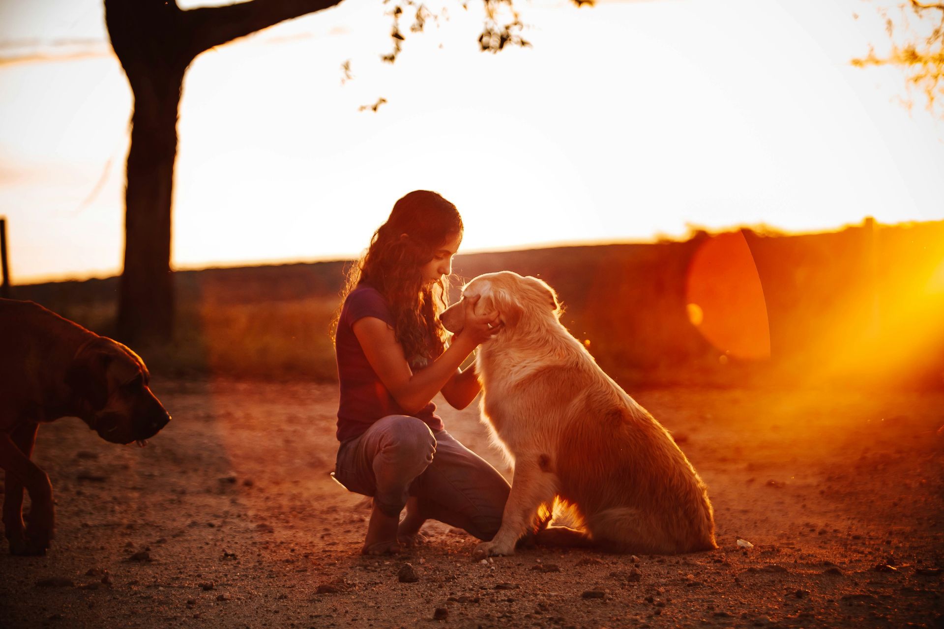 A person kneels in a sunlit field, gently petting a golden dog while another dog stands nearby.