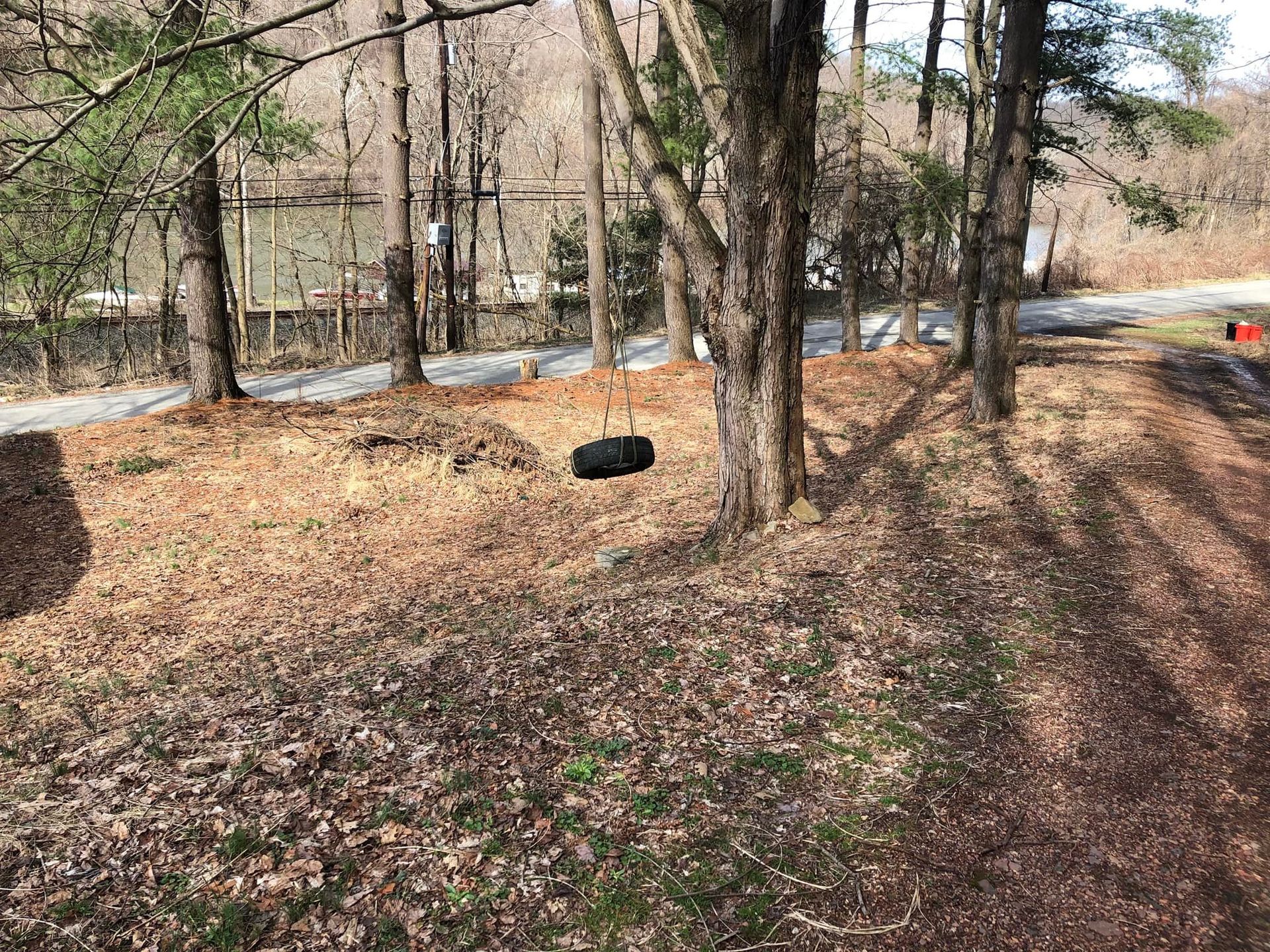 A wooded area covered in fallen leaves with a small, black object sitting on the ground near several tree trunks.