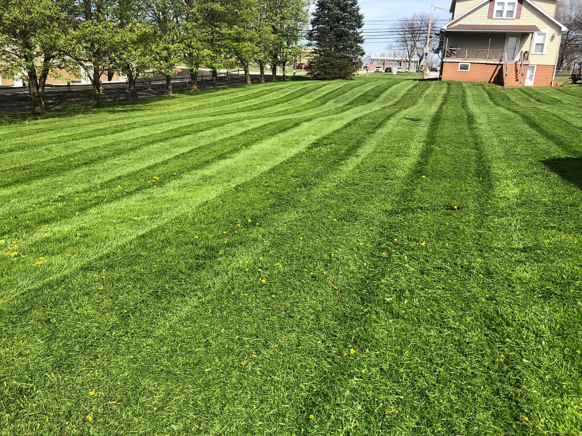 A large, freshly mown green lawn features distinct, striped patterns in a residential yard with trees and a house nearby.