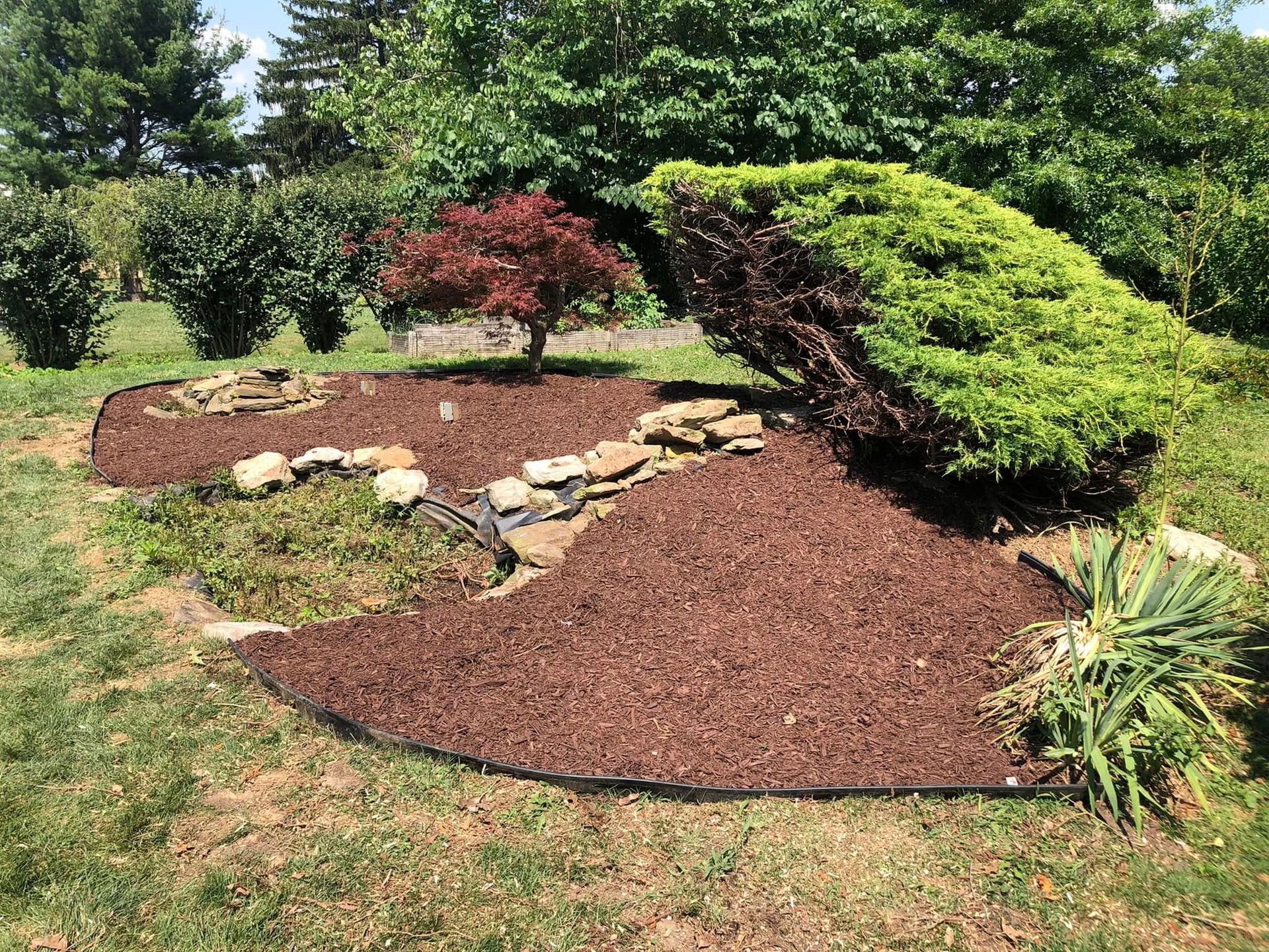 A landscaped garden bed with red mulch, stone accents, a small Japanese maple, a large evergreen, and green border plants.