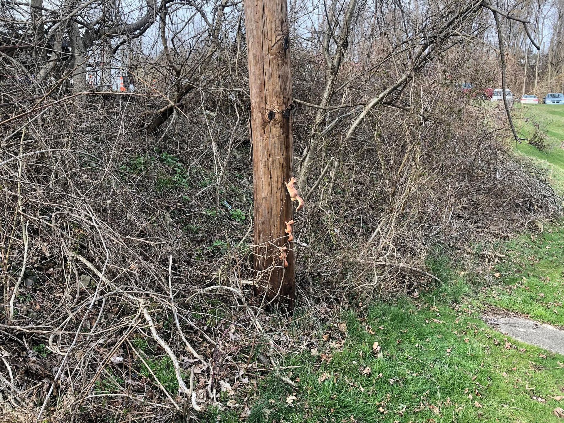 A weathered wooden utility pole stands amidst a thicket of bare, tangled branches near a patch of grass.