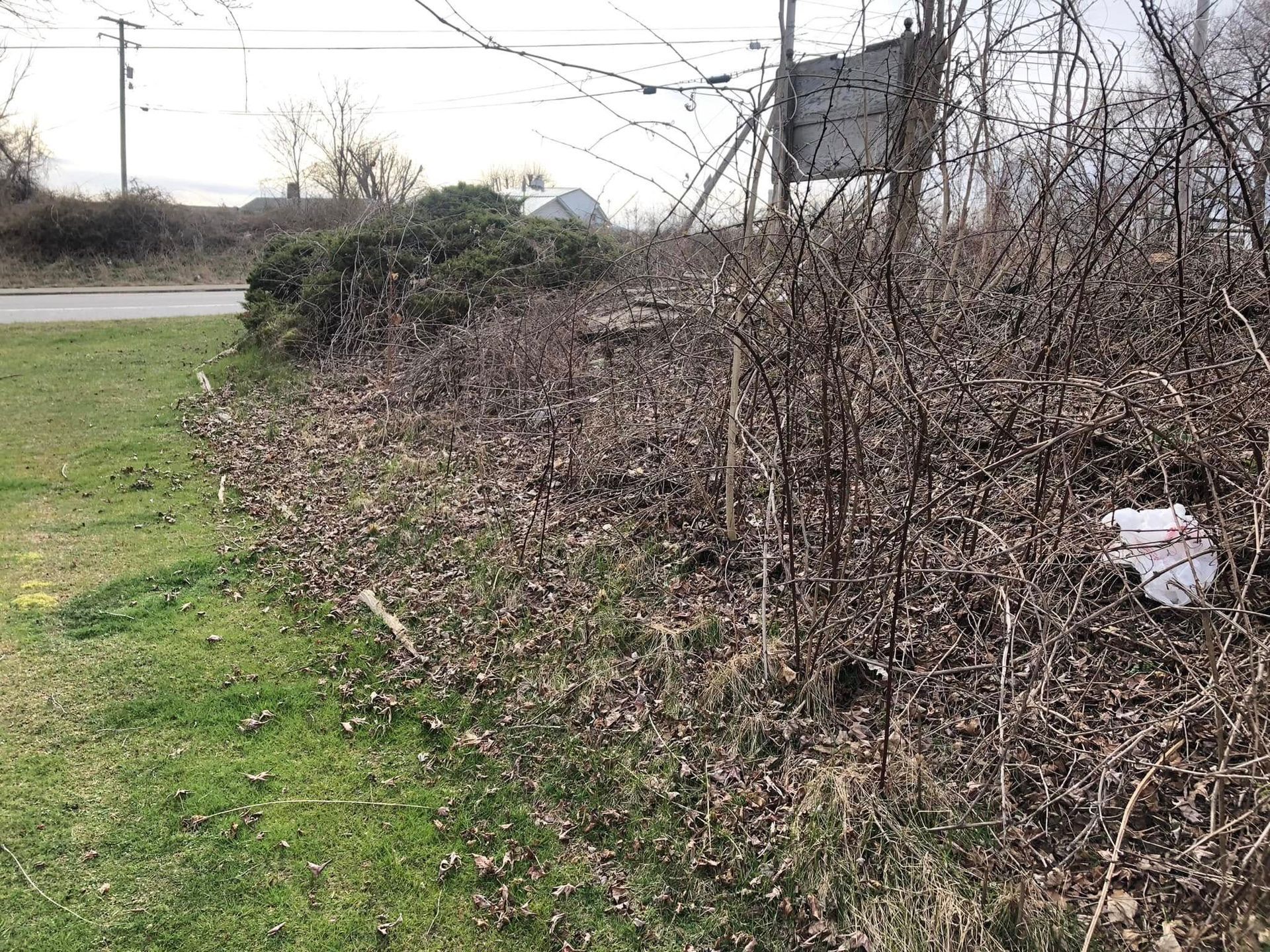 A grassy field borders a dense, overgrown thicket of brown brush and dry vines under a cloudy sky.