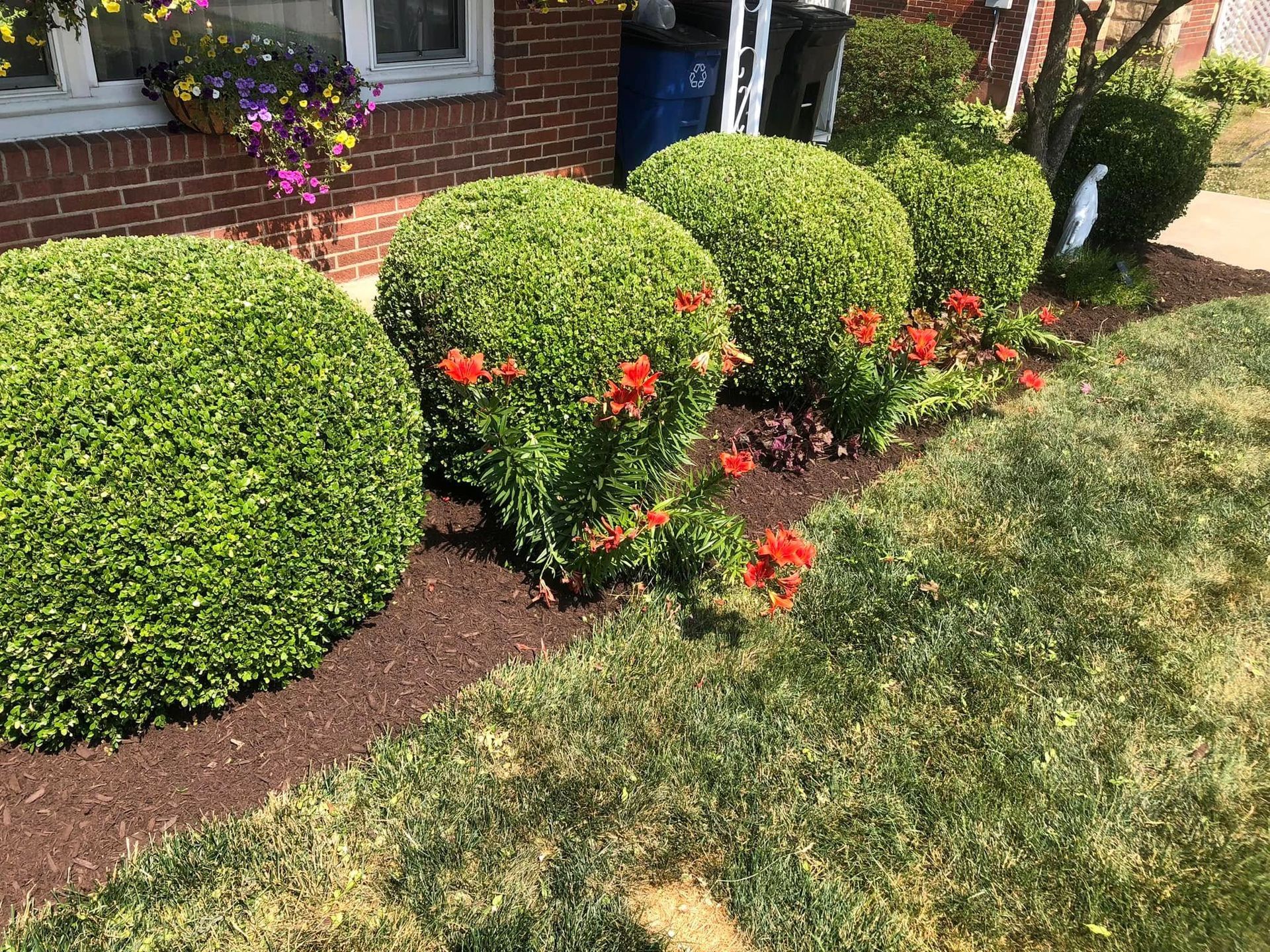 A row of neatly trimmed, round green shrubs with bright orange flowers planted in mulch in front of a brick house.