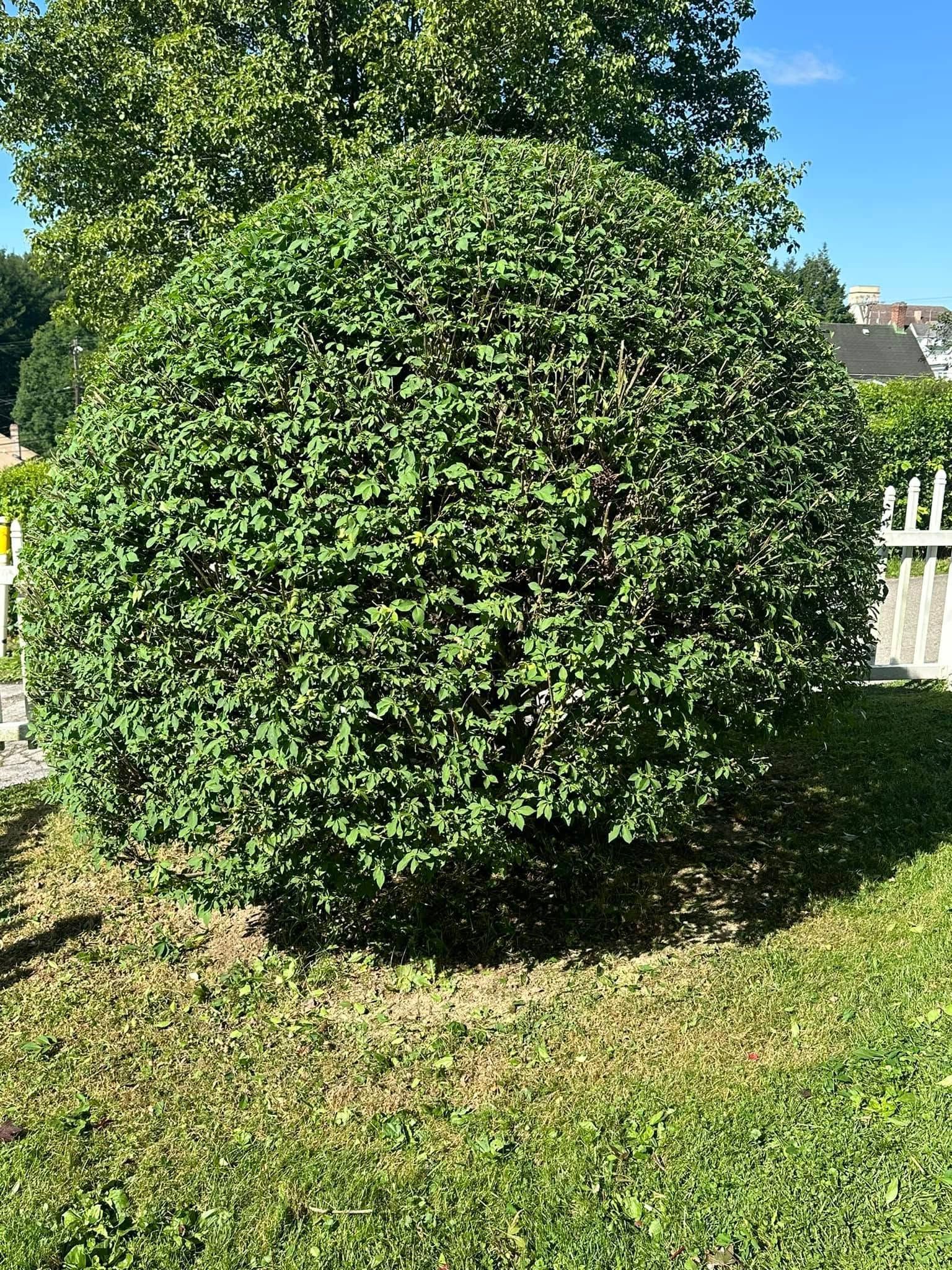 A perfectly rounded, dense green shrub in a sunny grassy yard with a white fence in the background.