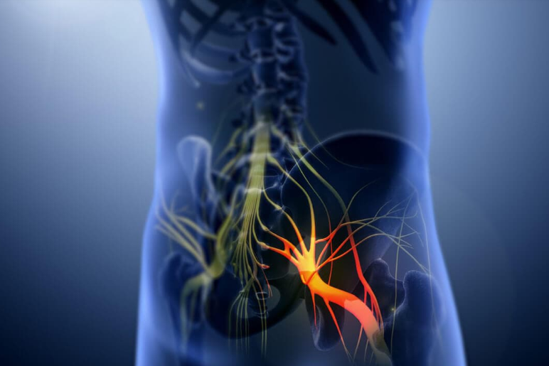 A computer generated image of a person 's stomach and lower back.