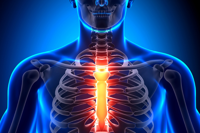 A close up of a person 's skeleton with a red heart.