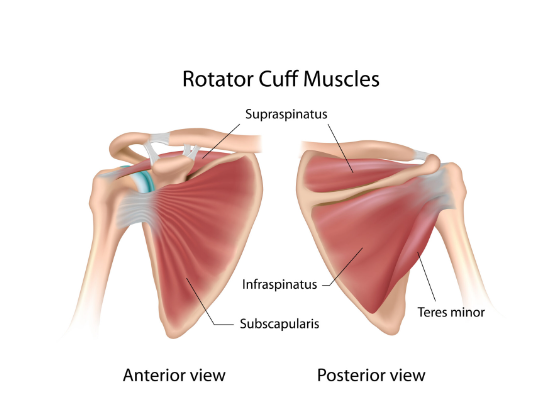 A diagram of the rotator cuff muscles of the shoulder