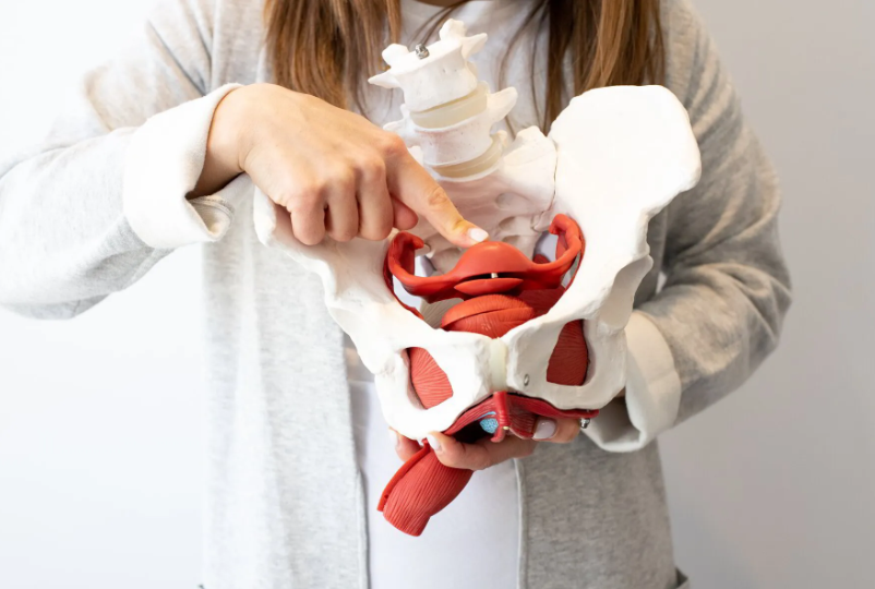 A woman is holding a model of the pelvis and pointing at it.