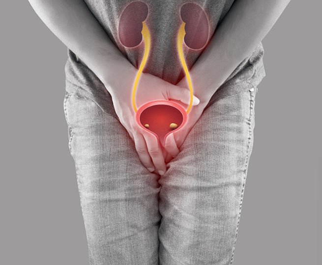 A woman is holding her kidneys and urinary bladder in her hands.