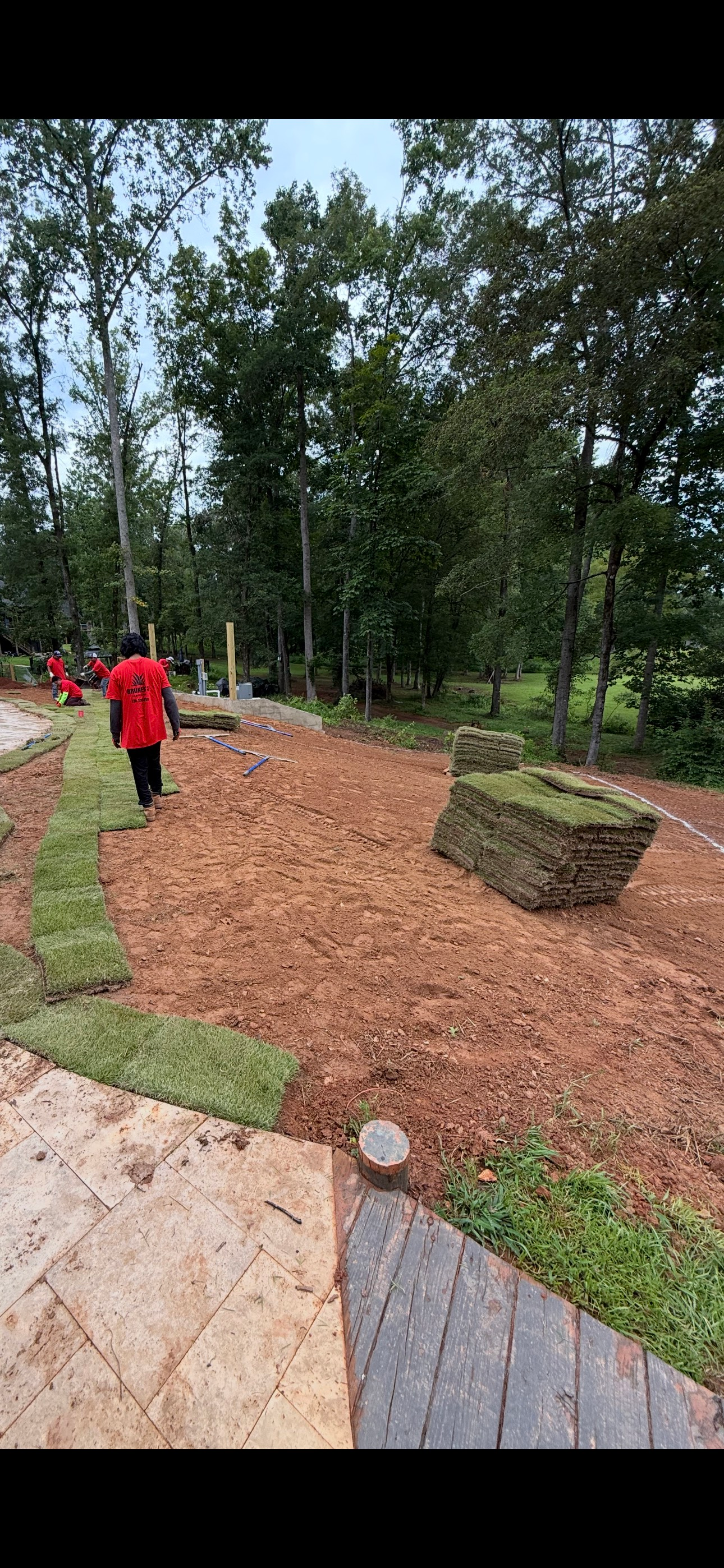 A person in red shirt walking near area of mulch and grass being installed. Trees in the background.
