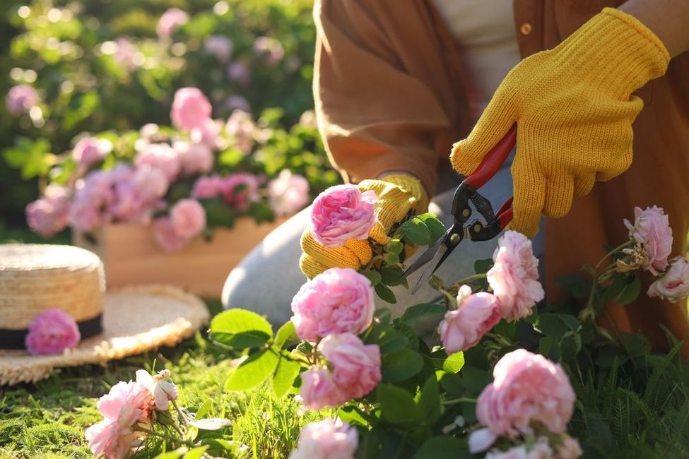 removing the leaf from the garden