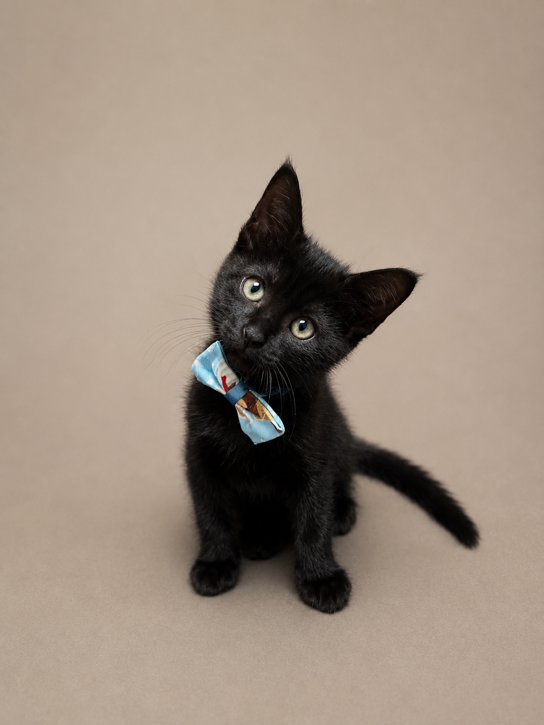 子猫デニム里親募集中｜Tokushima Rescue Kitten for Adoption