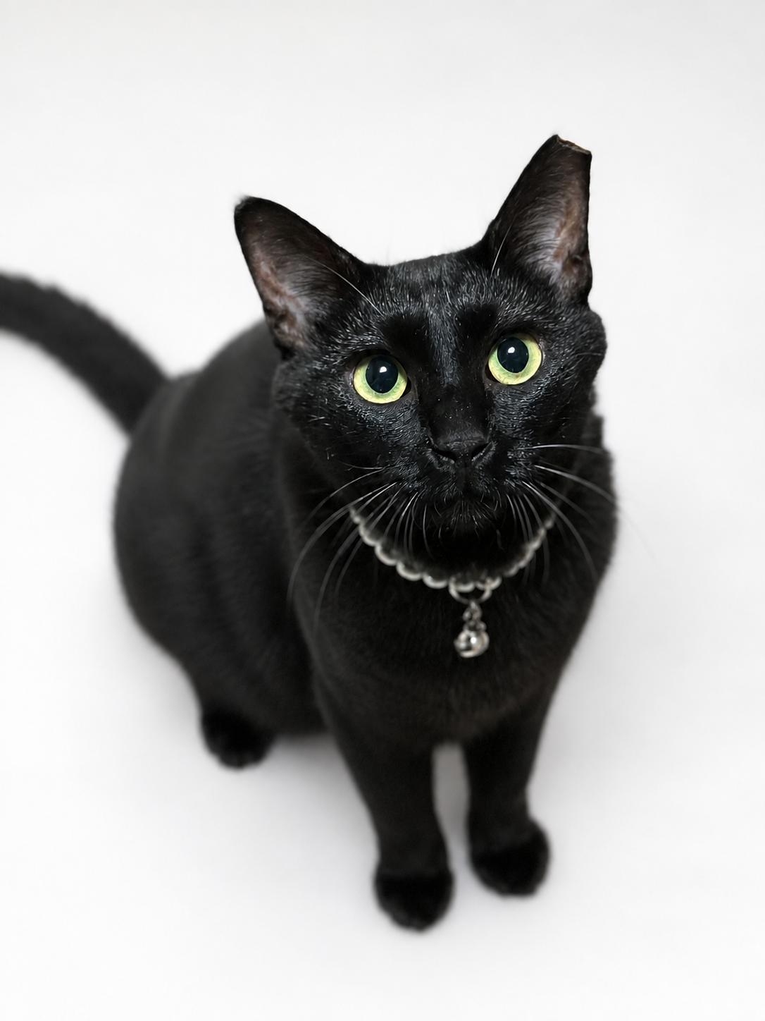 里親募集】黒猫モーブ ♀ Friendly Black Cat for adoption Japan