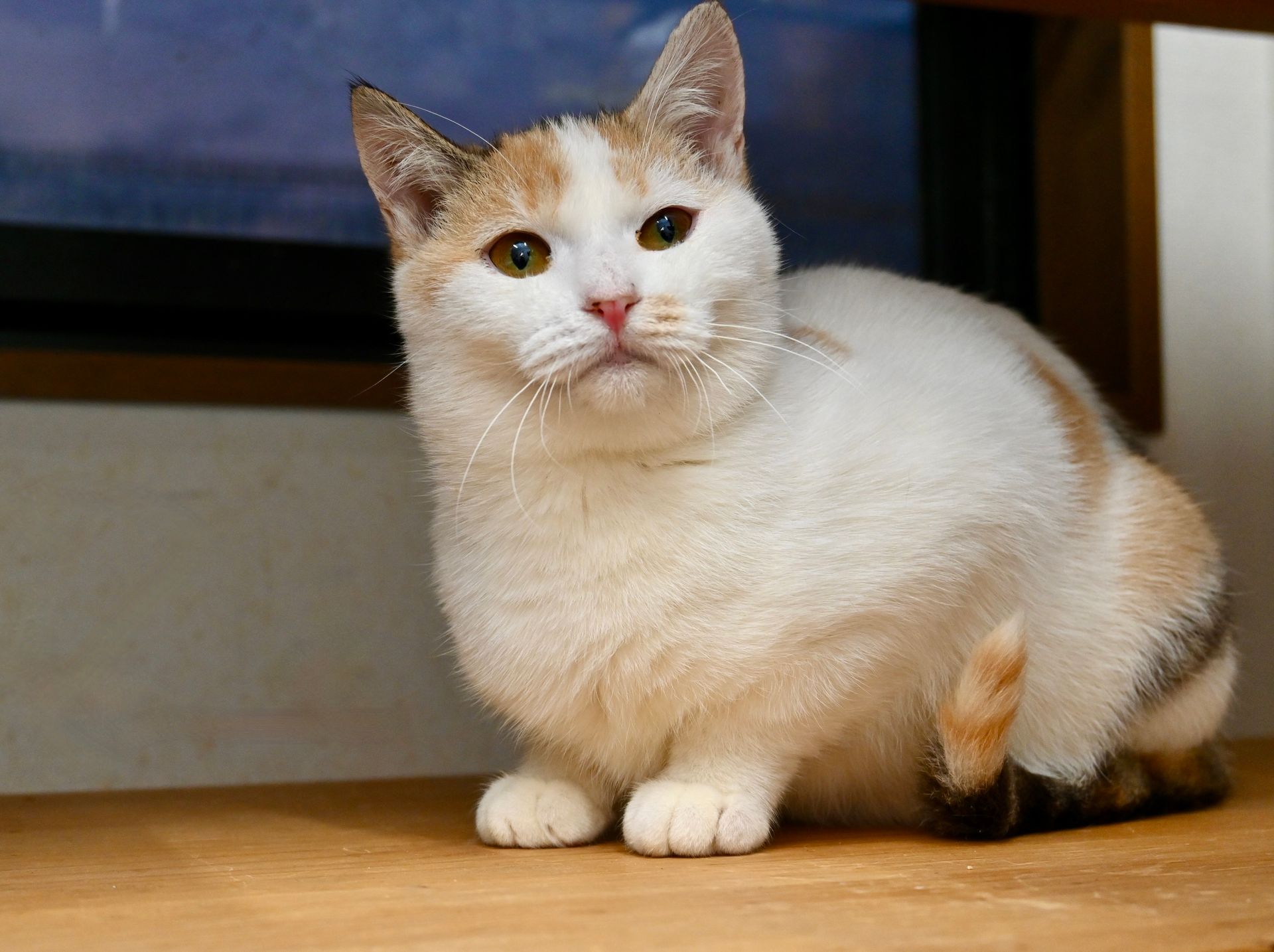 ソララ - Solara - ♀