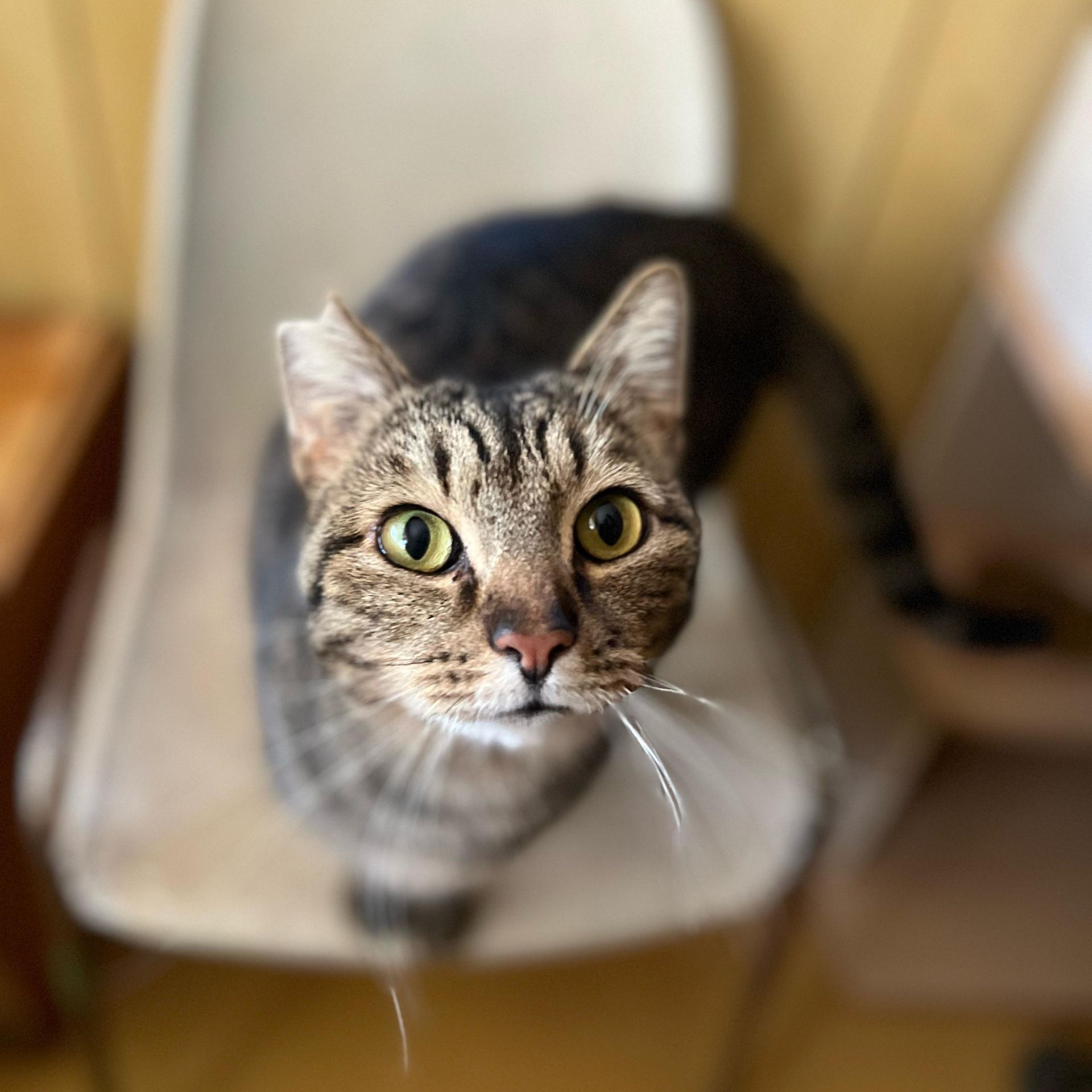 Tabby cat sitting on a white chair, looking up with wide yellow eyes.