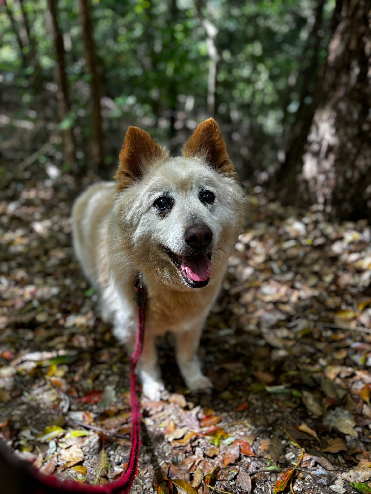 A dog is walking on a leash in the woods.