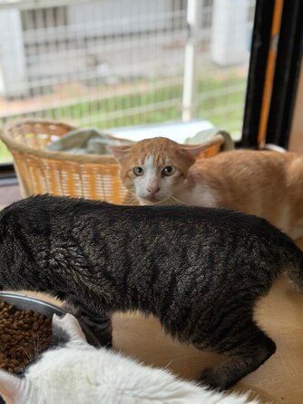 A group of cats are sitting next to each other on a table.
