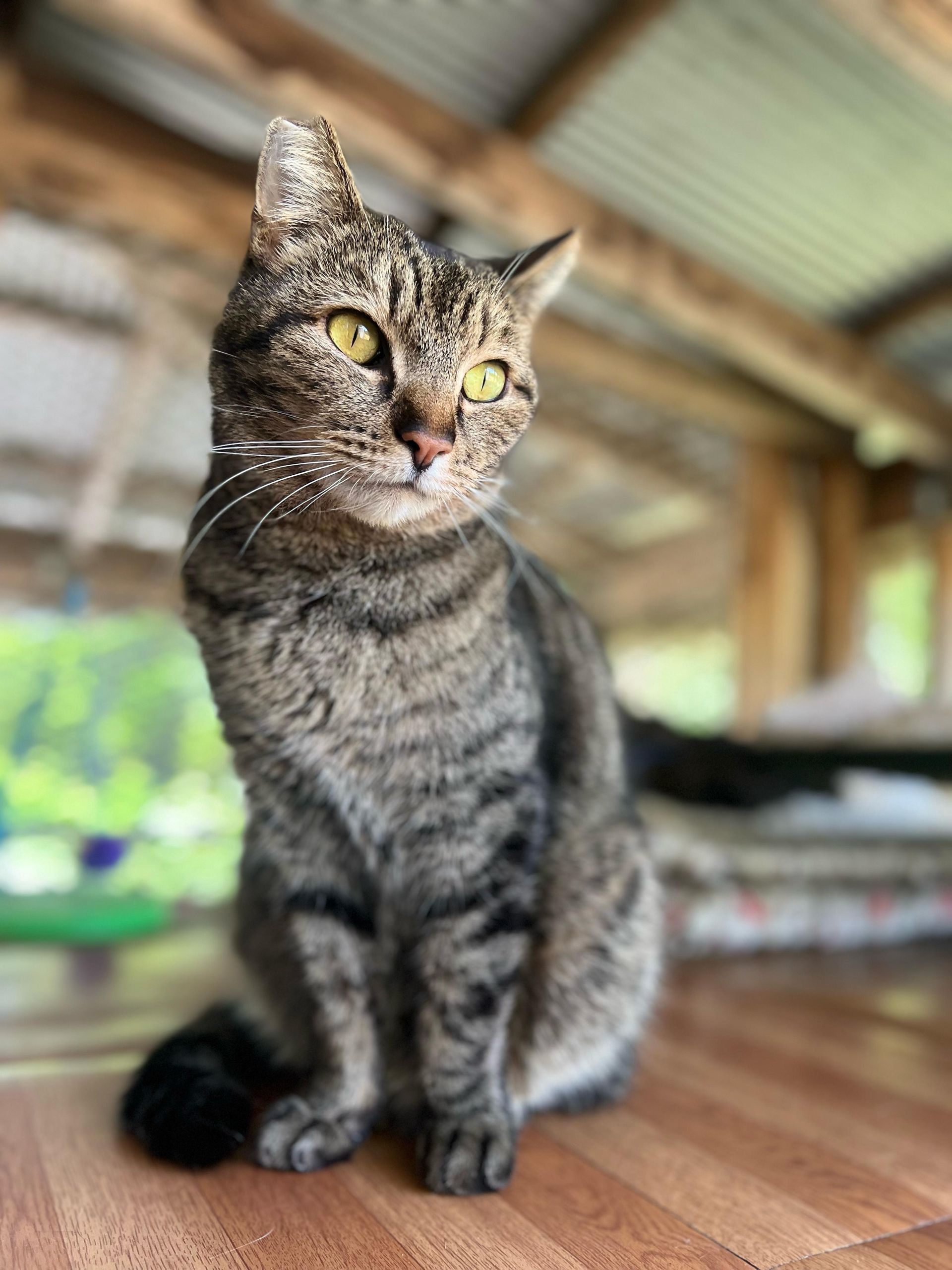Tabby cat sits on a wooden surface, looking alert, with a blurred background of greenery and a rustic roof.