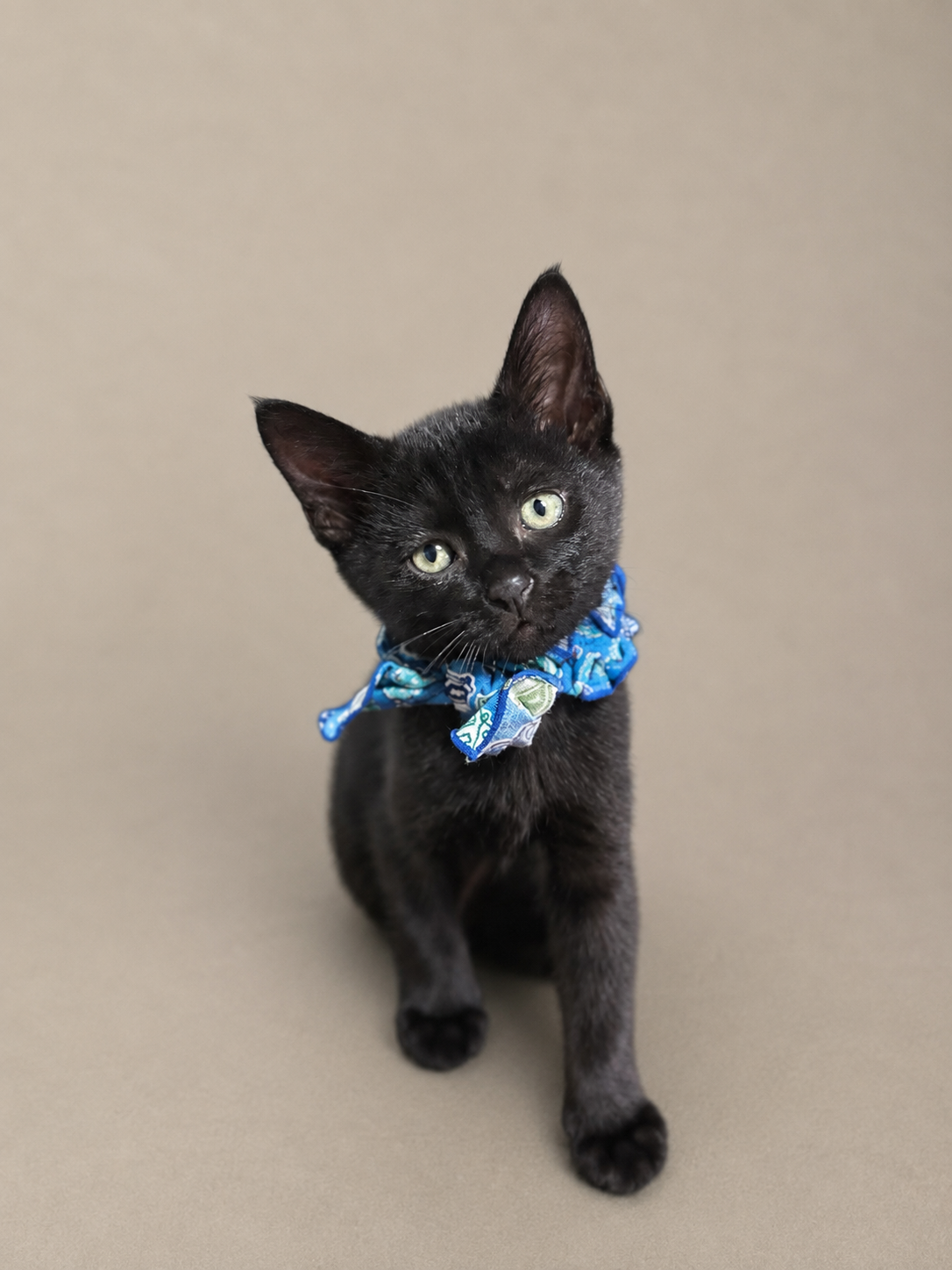 徳島で保護された黒猫の子猫ブルーイ。全国から里親募集中。Sweet black rescue kitten Bluey for adoption. Nationwide applications we