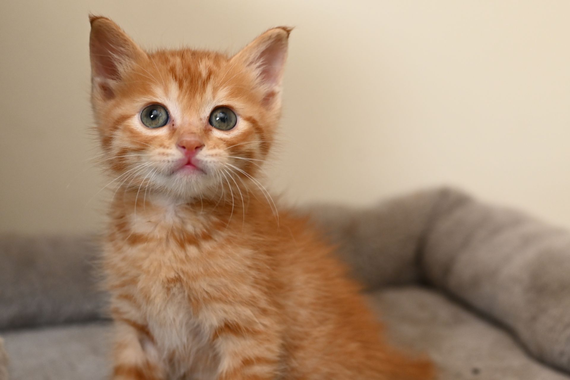 Orange kitten with large eyes, sits in a gray bed, light background.