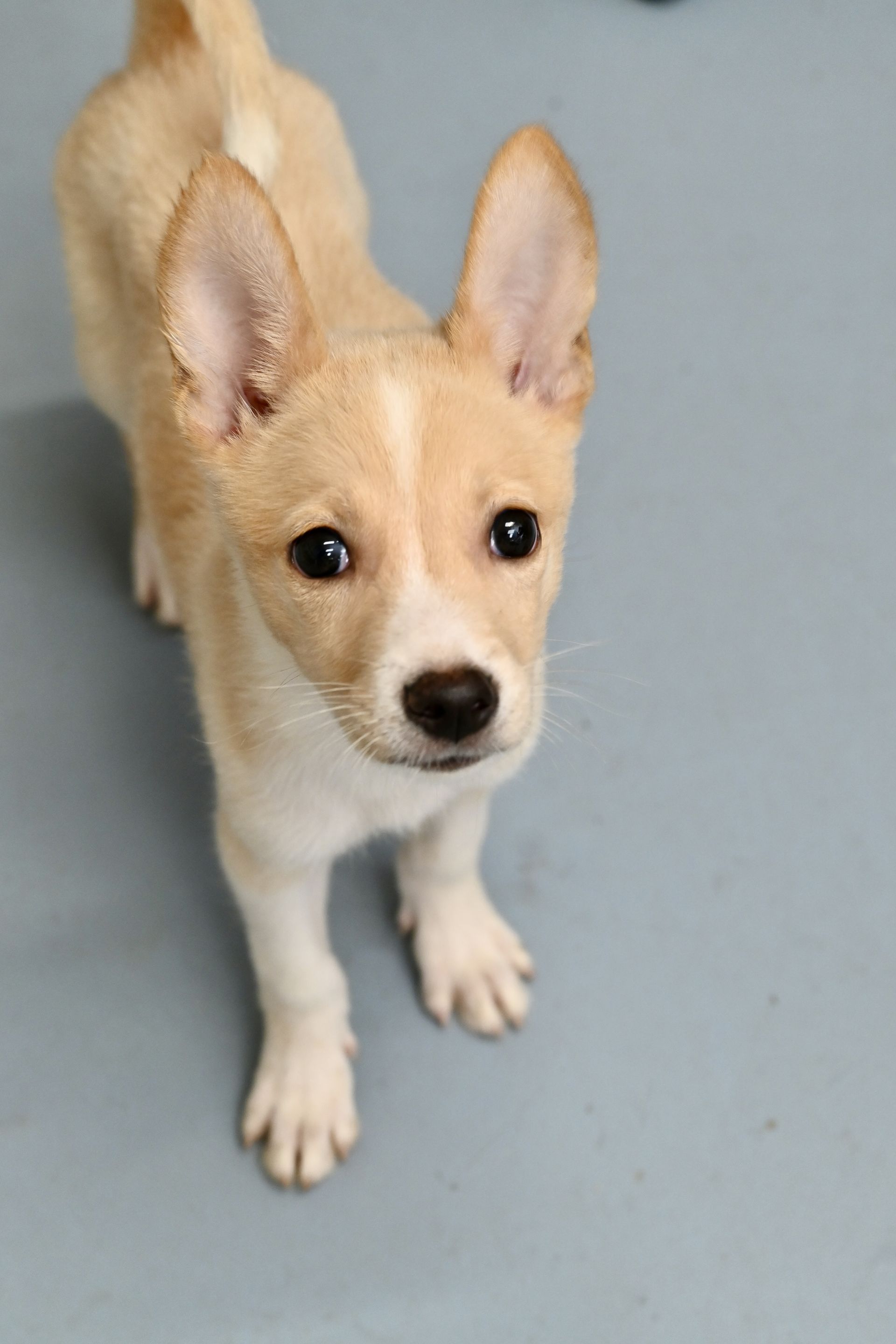 Tan and white puppy with upright ears looking up, standing on a gray surface.