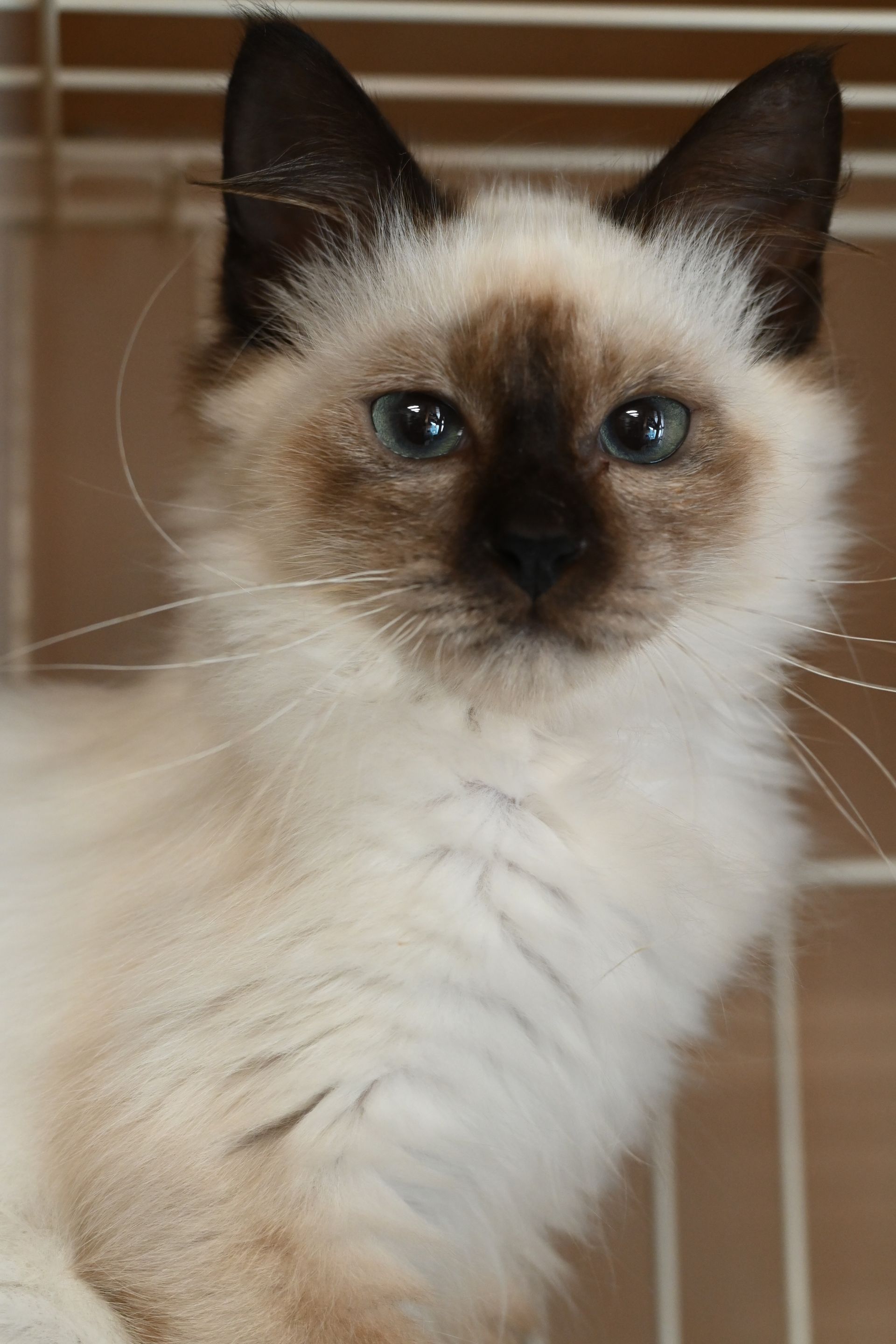Seal point Siamese cat with blue eyes, looking towards the camera.
