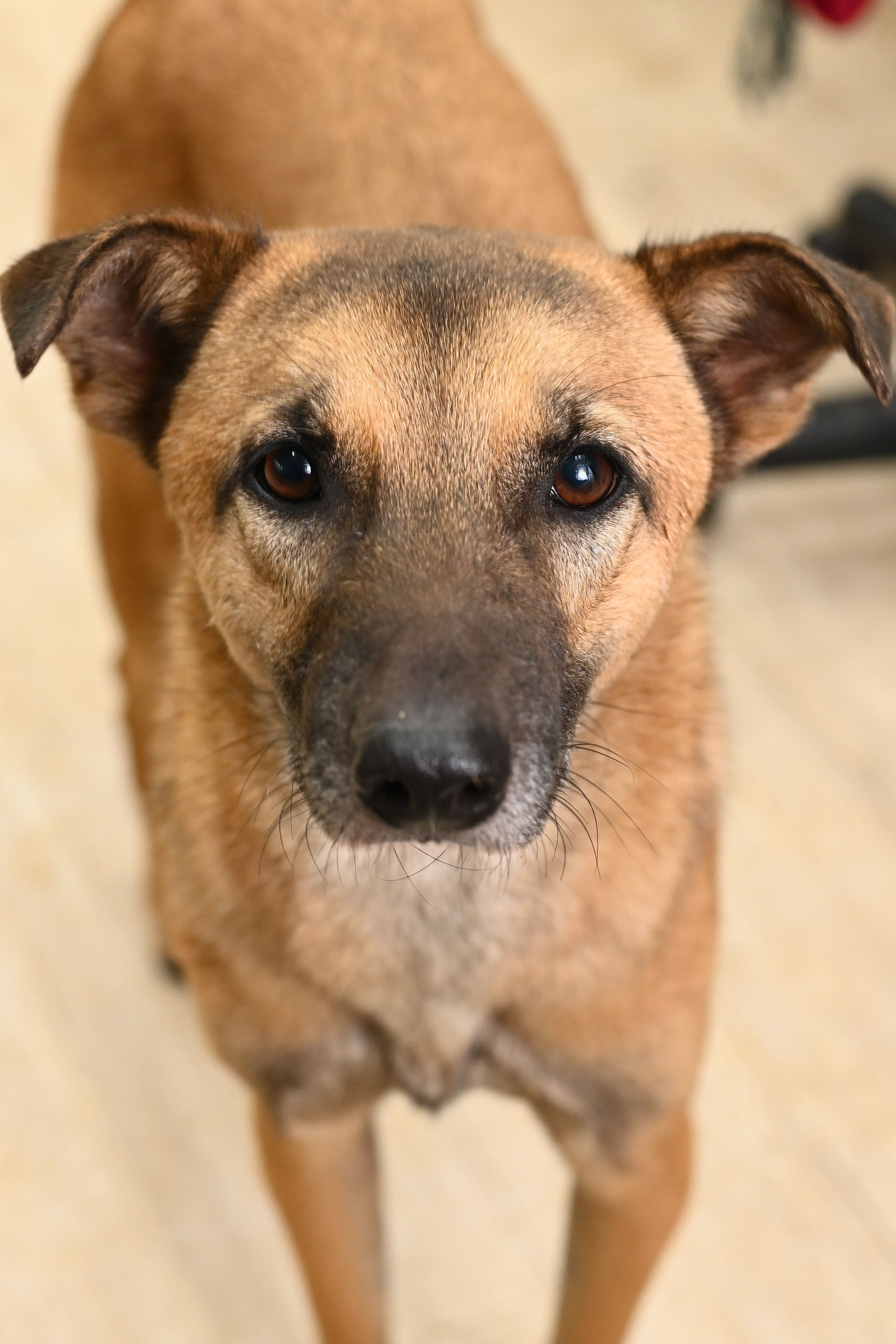 A close up of a brown dog looking at the camera.