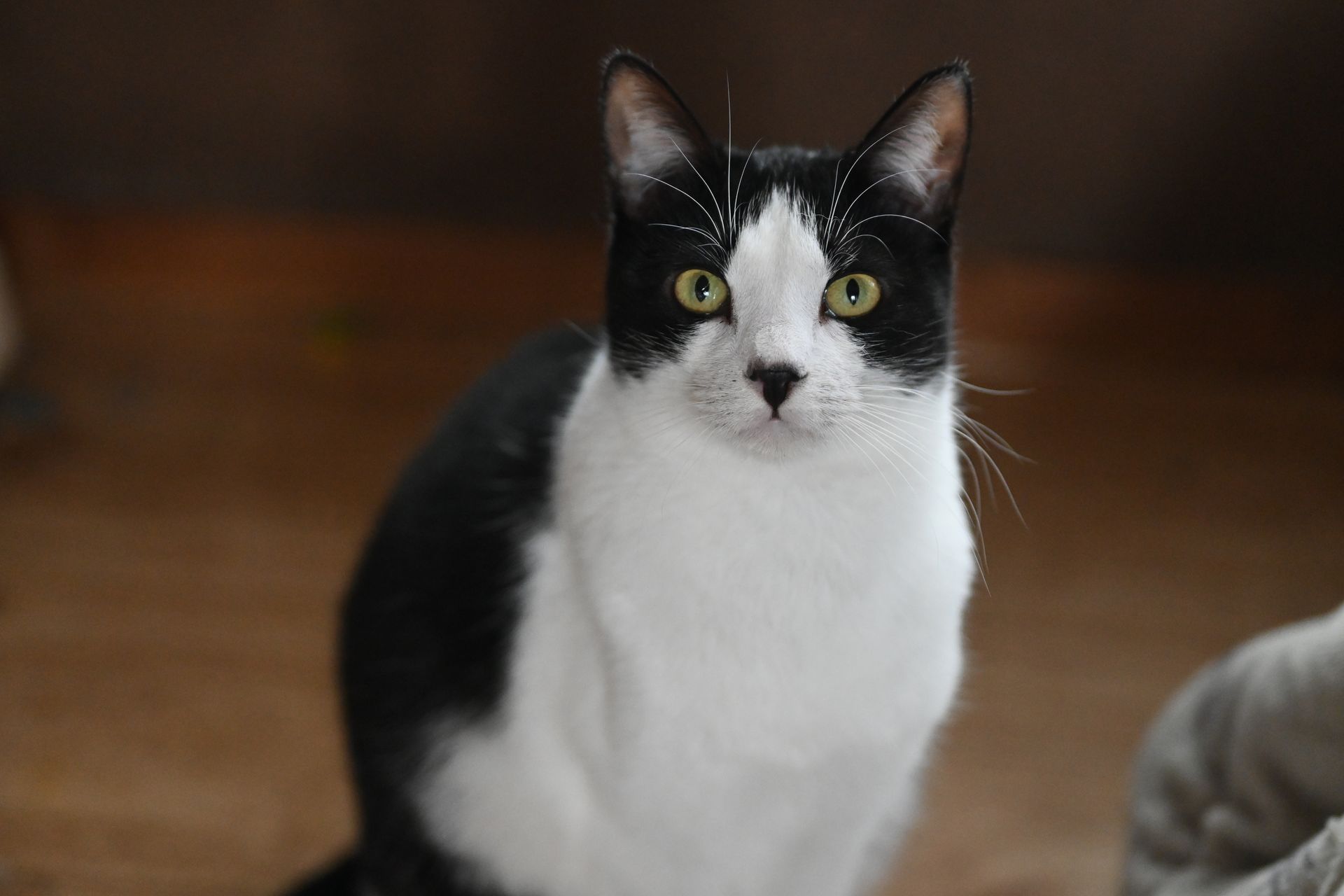 Black and white cat with green eyes staring forward, indoor setting.