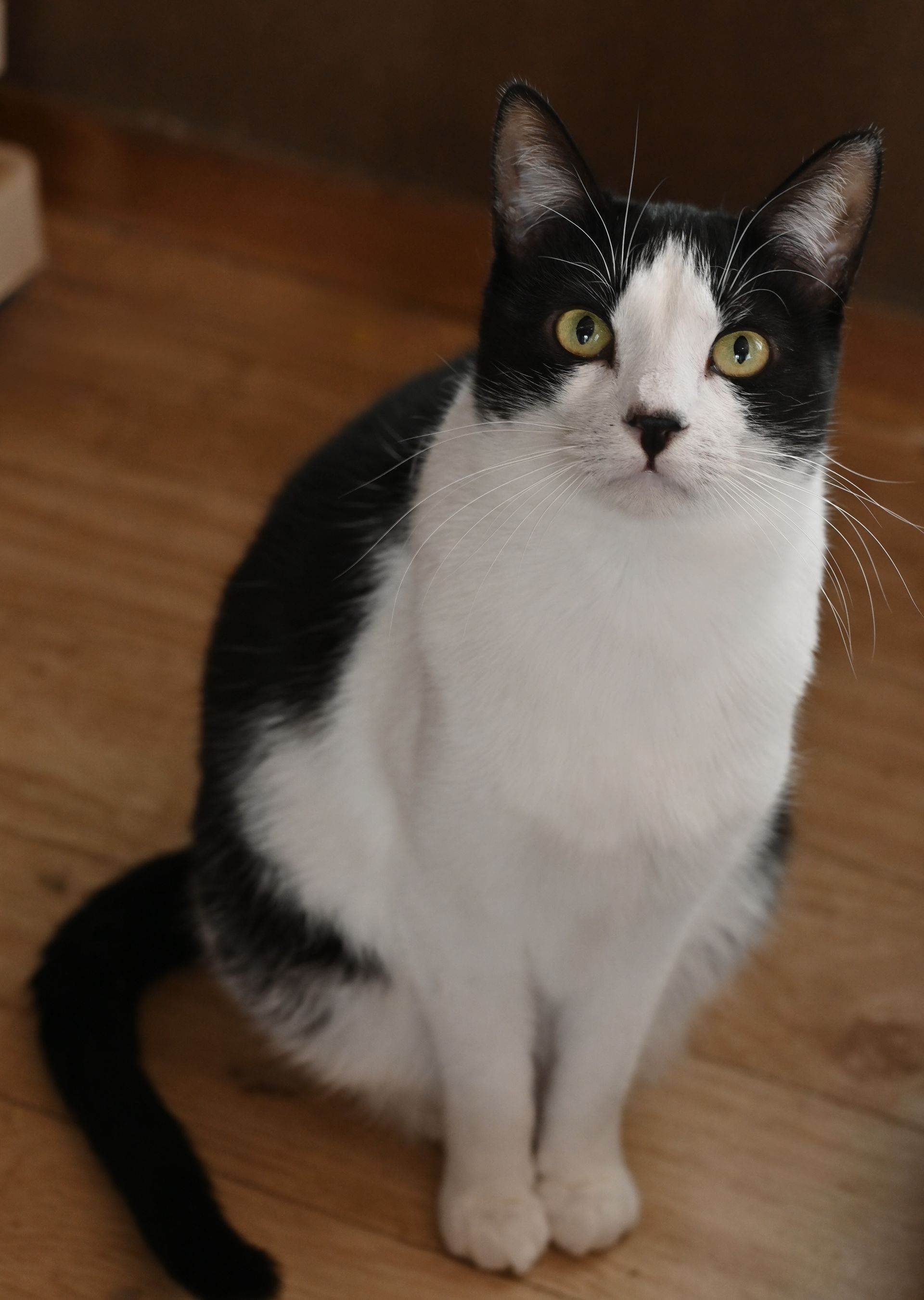 Black and white cat sitting on a wooden floor, looking upwards with bright green eyes.
