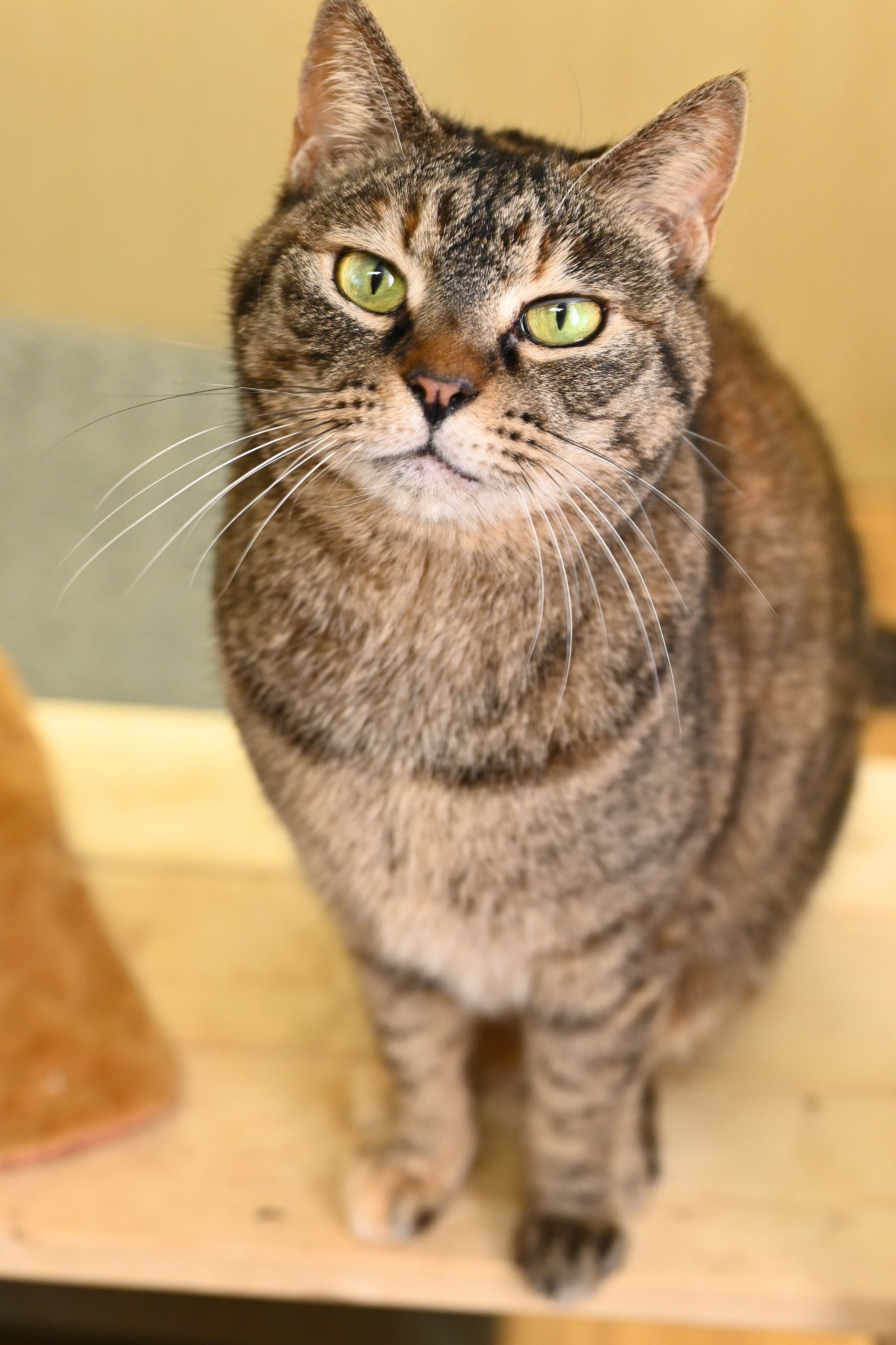 Tabby cat with green eyes sits and looks at the camera, light background.