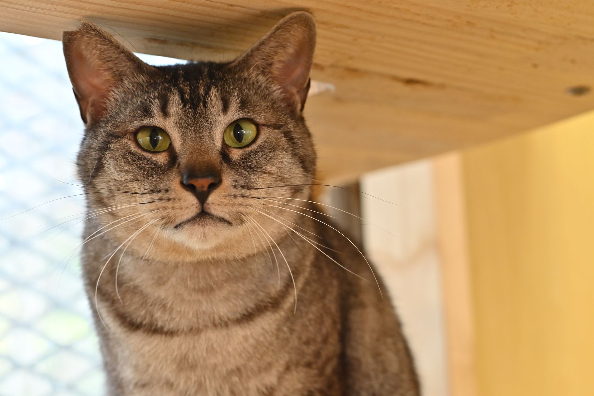 Gray tabby cat with green eyes under a wooden shelf, looking at the camera.