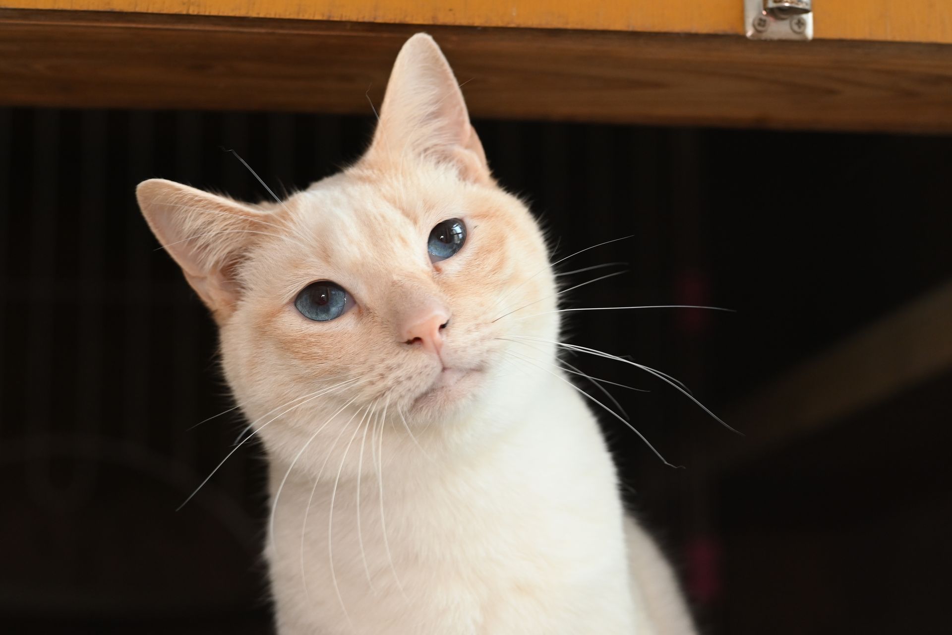 A light-colored cat with blue eyes looks at the camera, head tilted slightly.