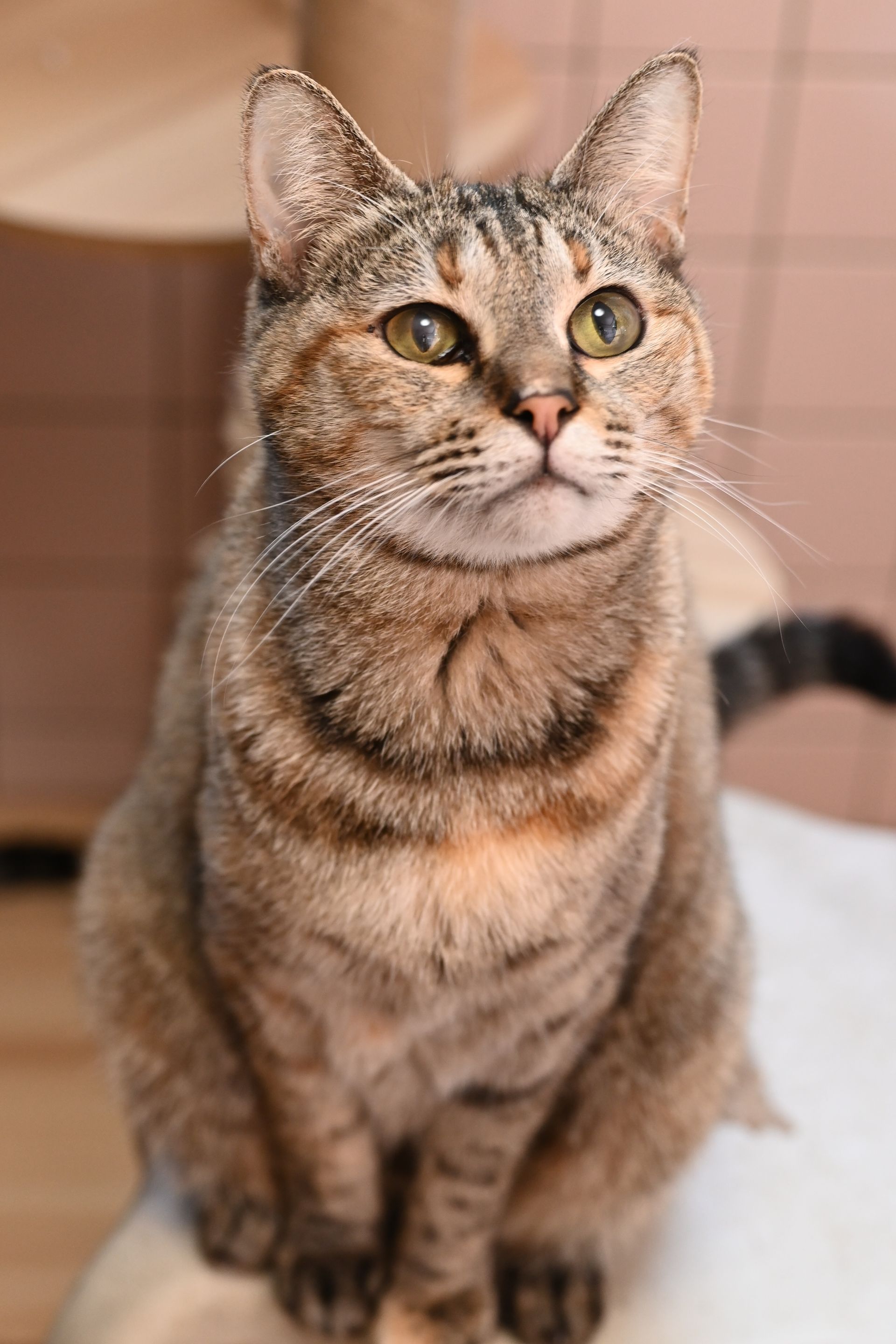 Tabby cat with green eyes gazing upwards.