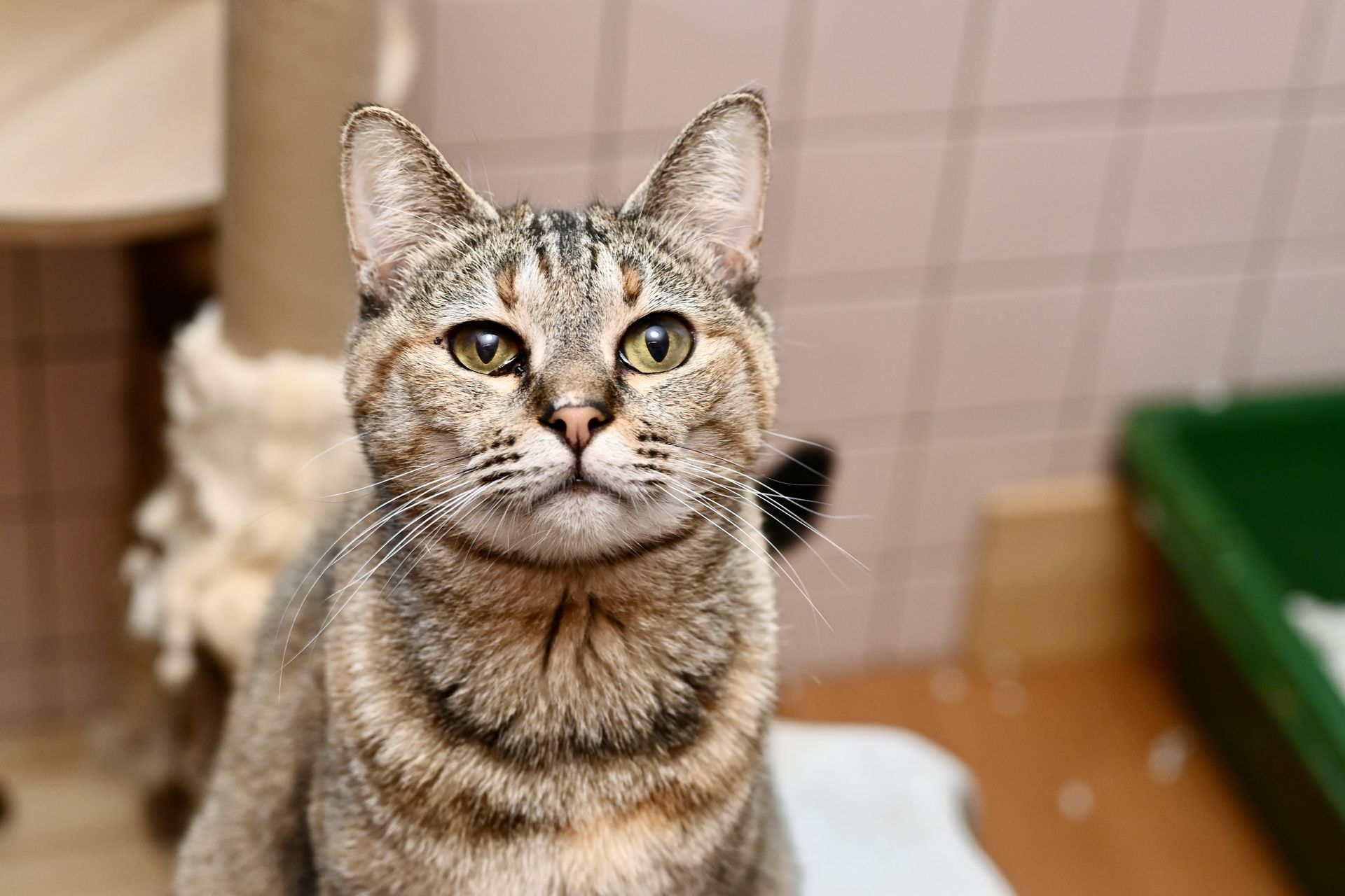 Brown tabby cat looking directly at the camera with a curious expression, indoors.