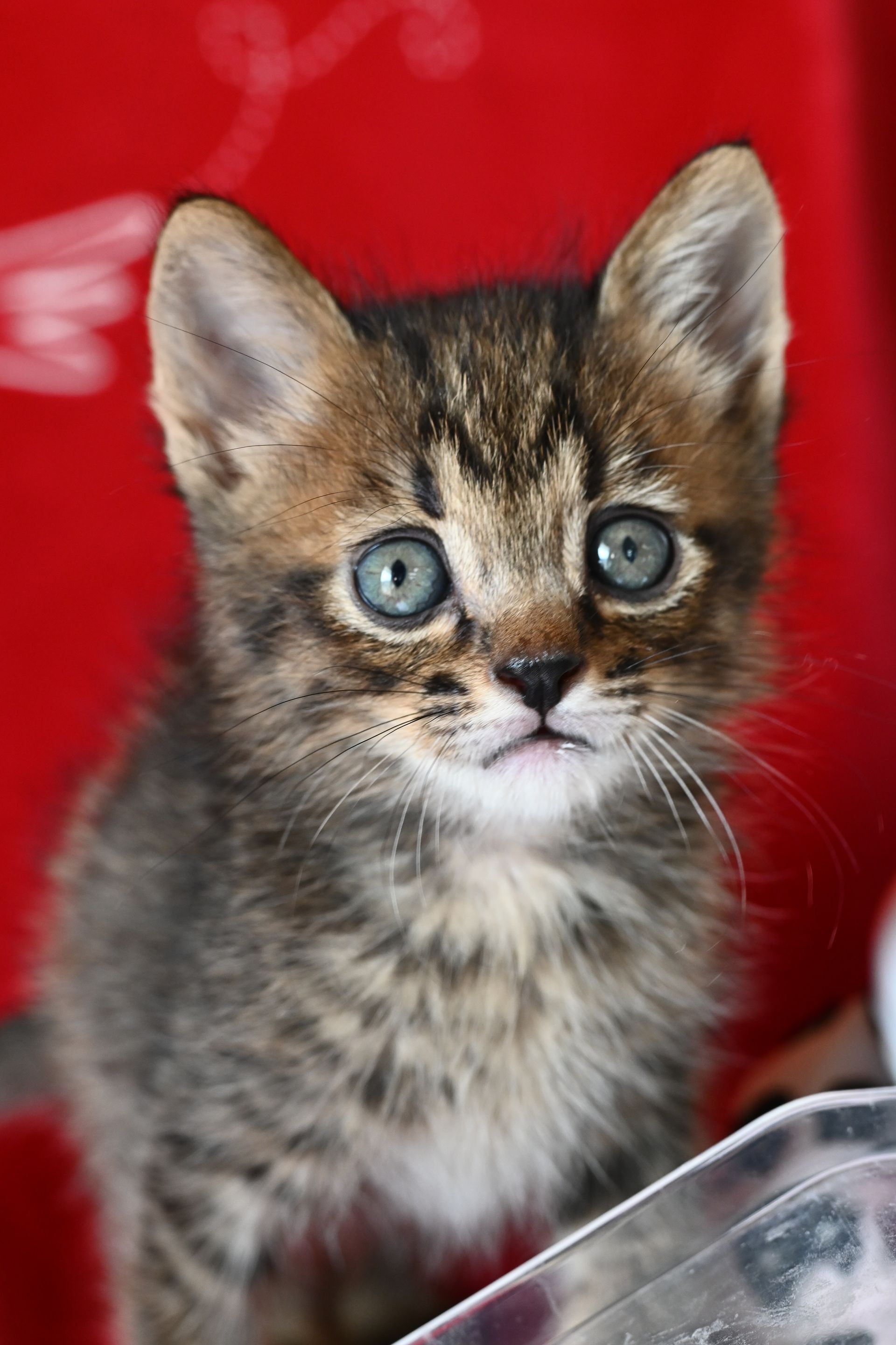 Tabby kitten with large blue eyes, looking up, against a red background.