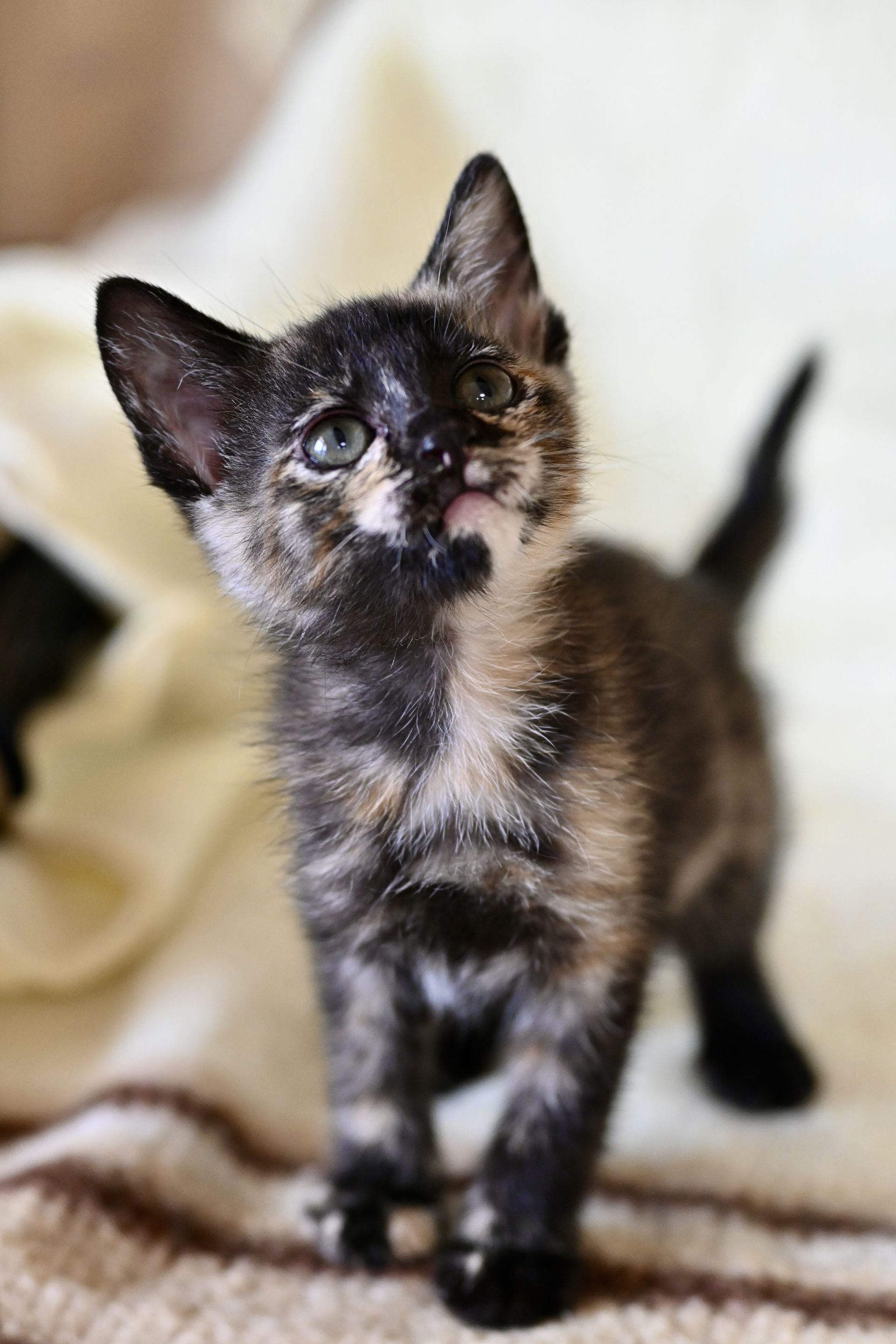 Tortoiseshell kitten looking up, standing on a blanket.