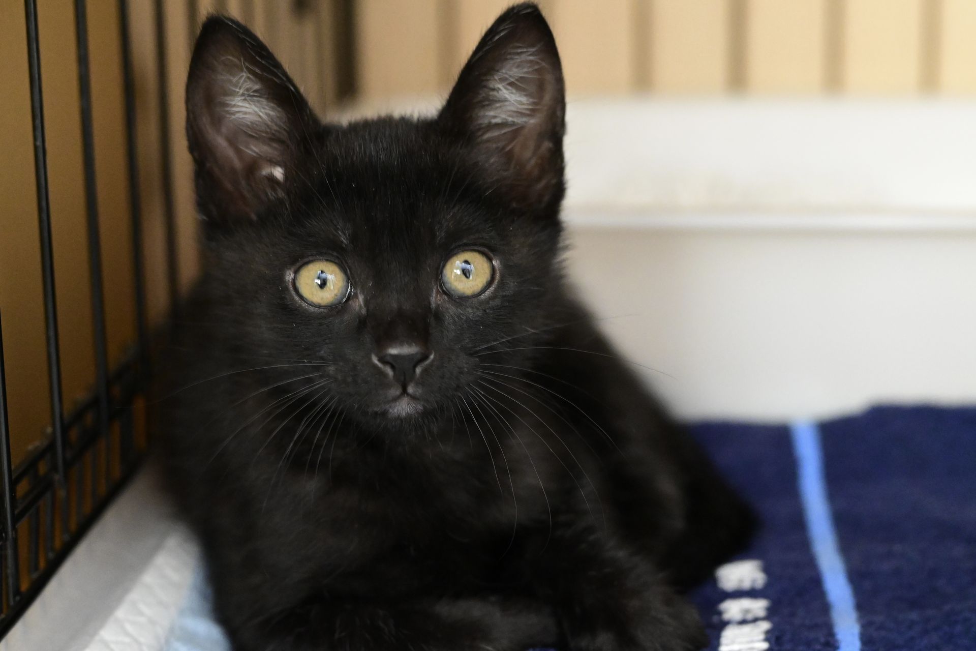 Black kitten with large ears, gazing forward. Resting on a blue towel in a cage.