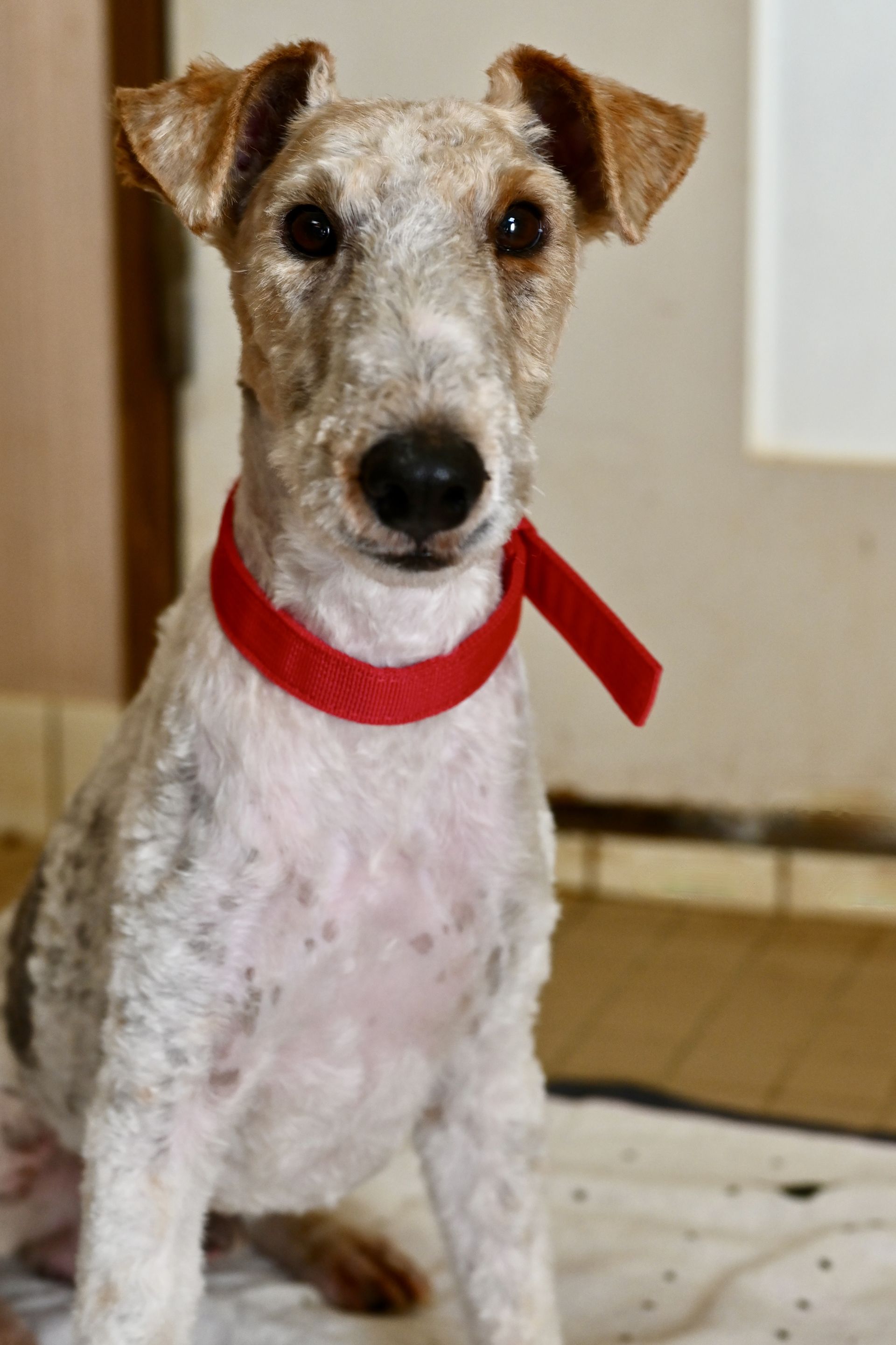 Wire-haired fox terrier with white and brown speckled coat, wearing a red collar, looking at the camera.