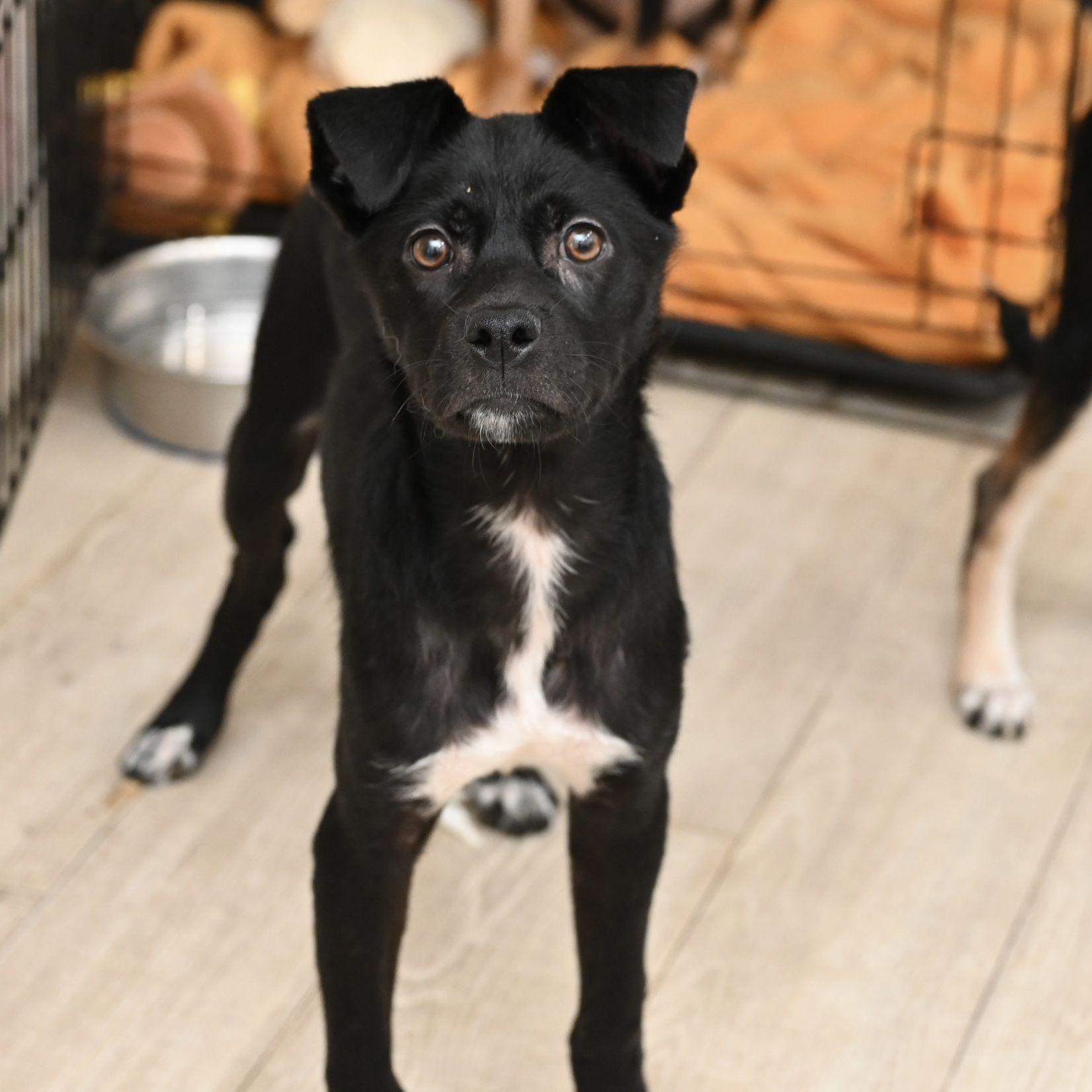 Black dog with white chest markings and attentive expression in a room.