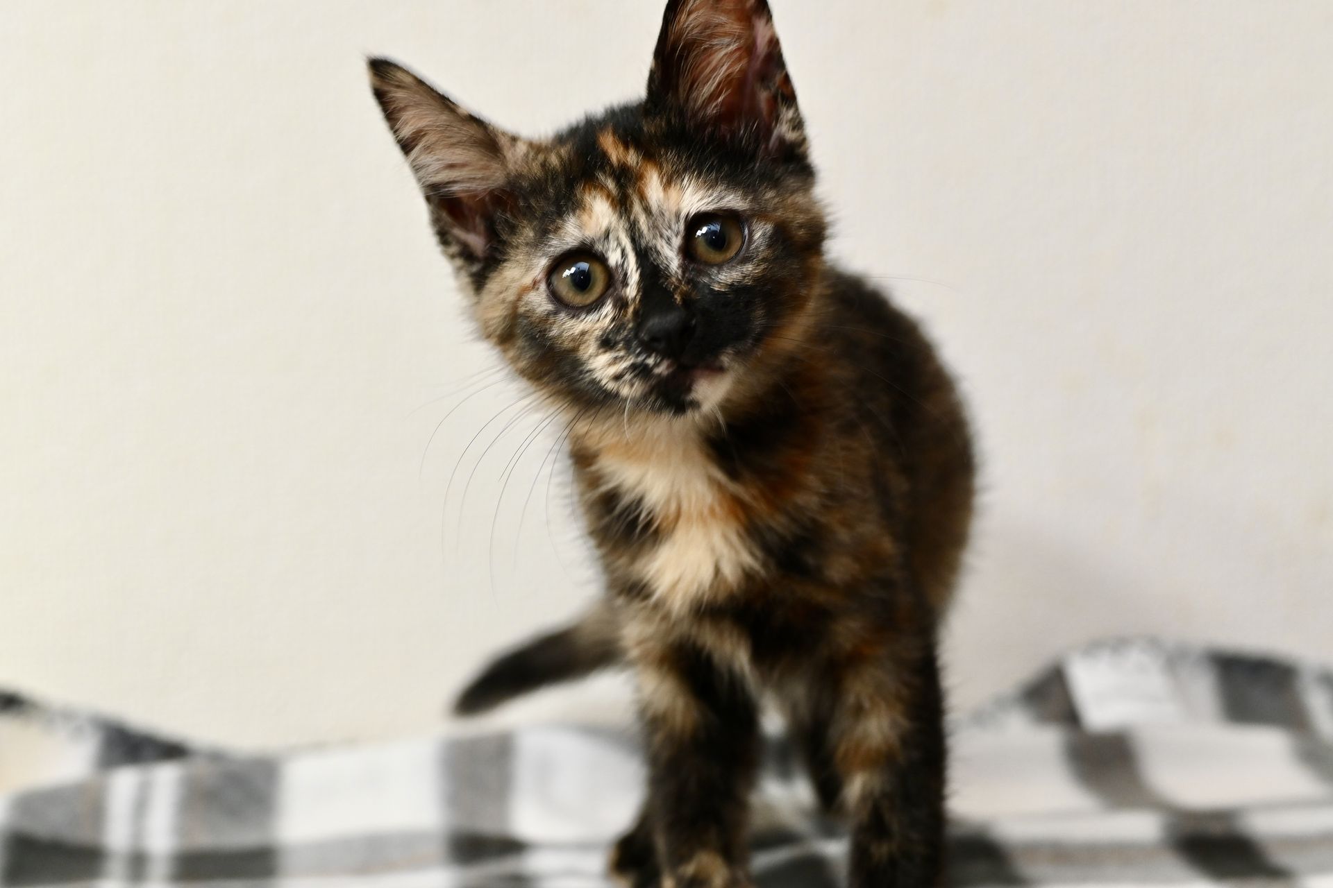 Tortoiseshell kitten with wide eyes, looking forward, on a patterned blanket.